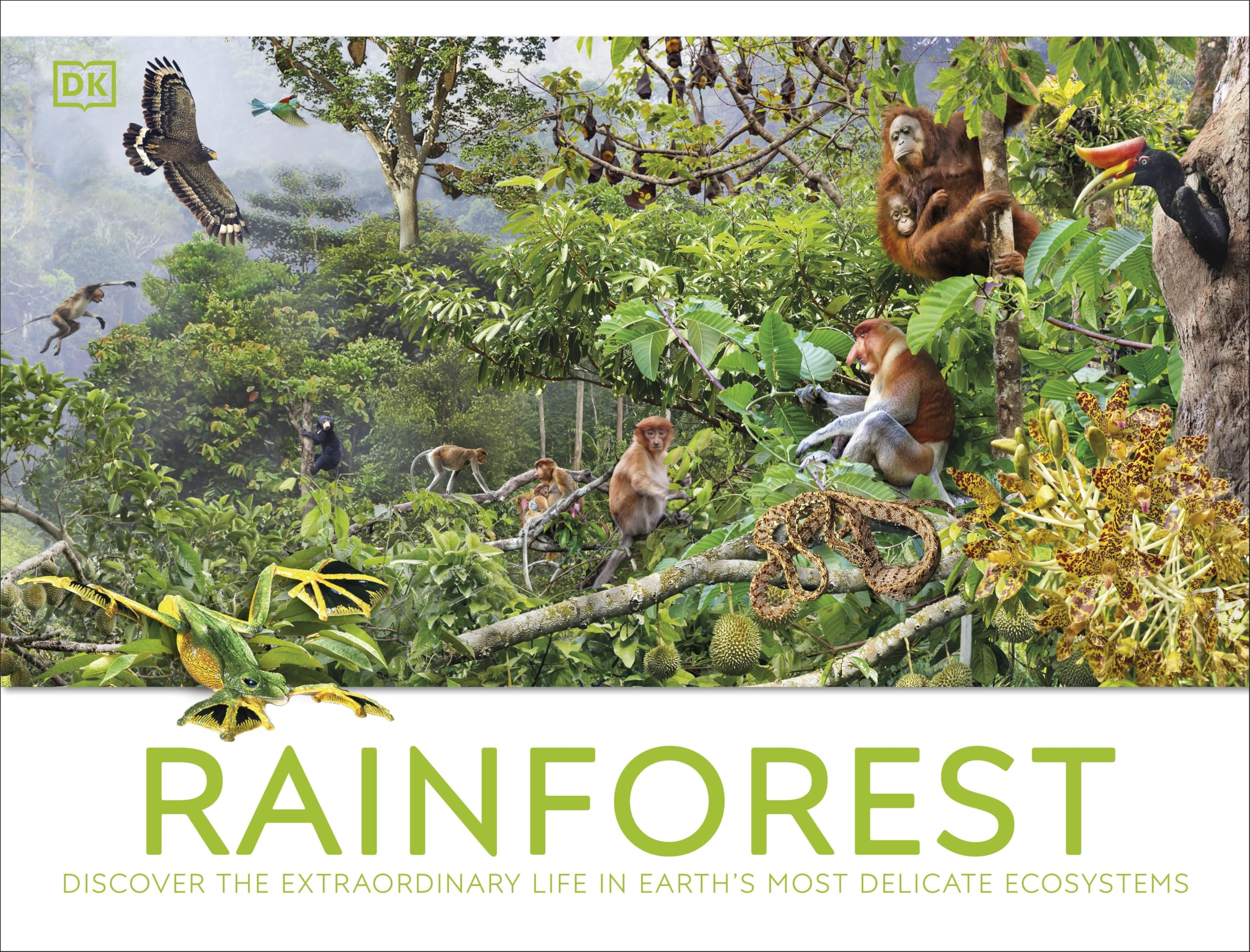 Rainforest: Discover the Extraordinary Life in Earth's Most Delicate Ecosystems (DK Panorama) Non-fiction
