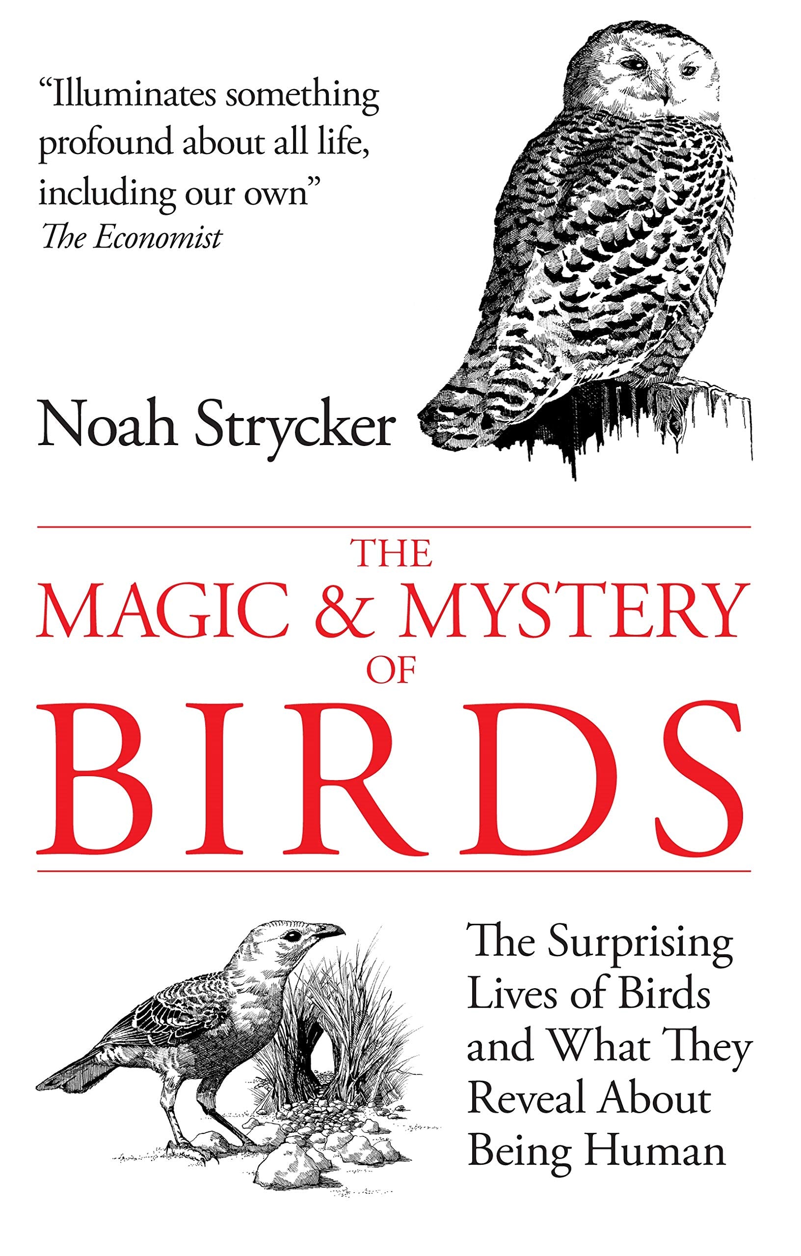 The Magic & Mystery of Birds: The Surprising Lives of Birds and What They Reveal About Being Human Mathematics