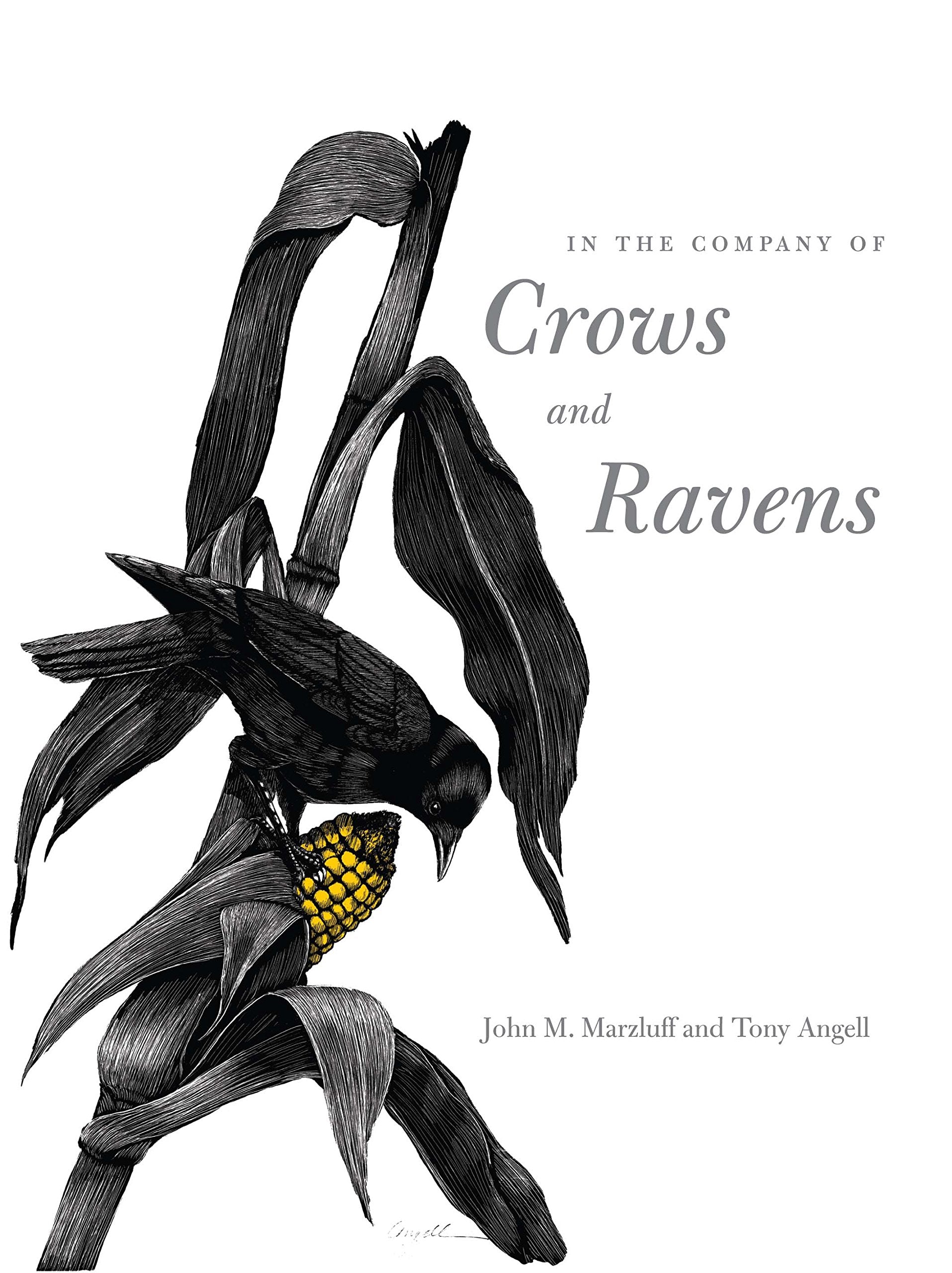 In the Company of Crows And Ravens book