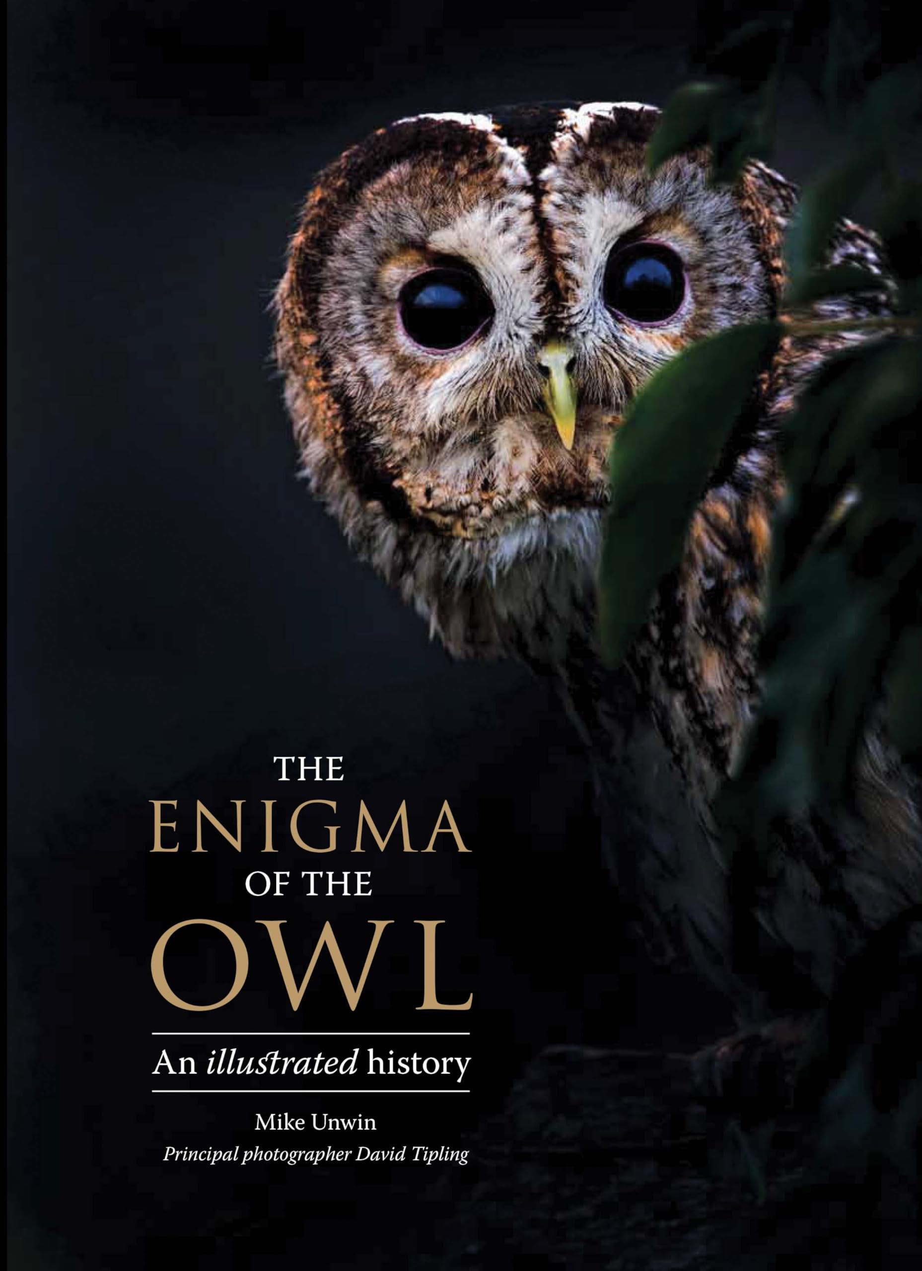 The Enigma of the Owl: An Illustrated Natural History Mathematics