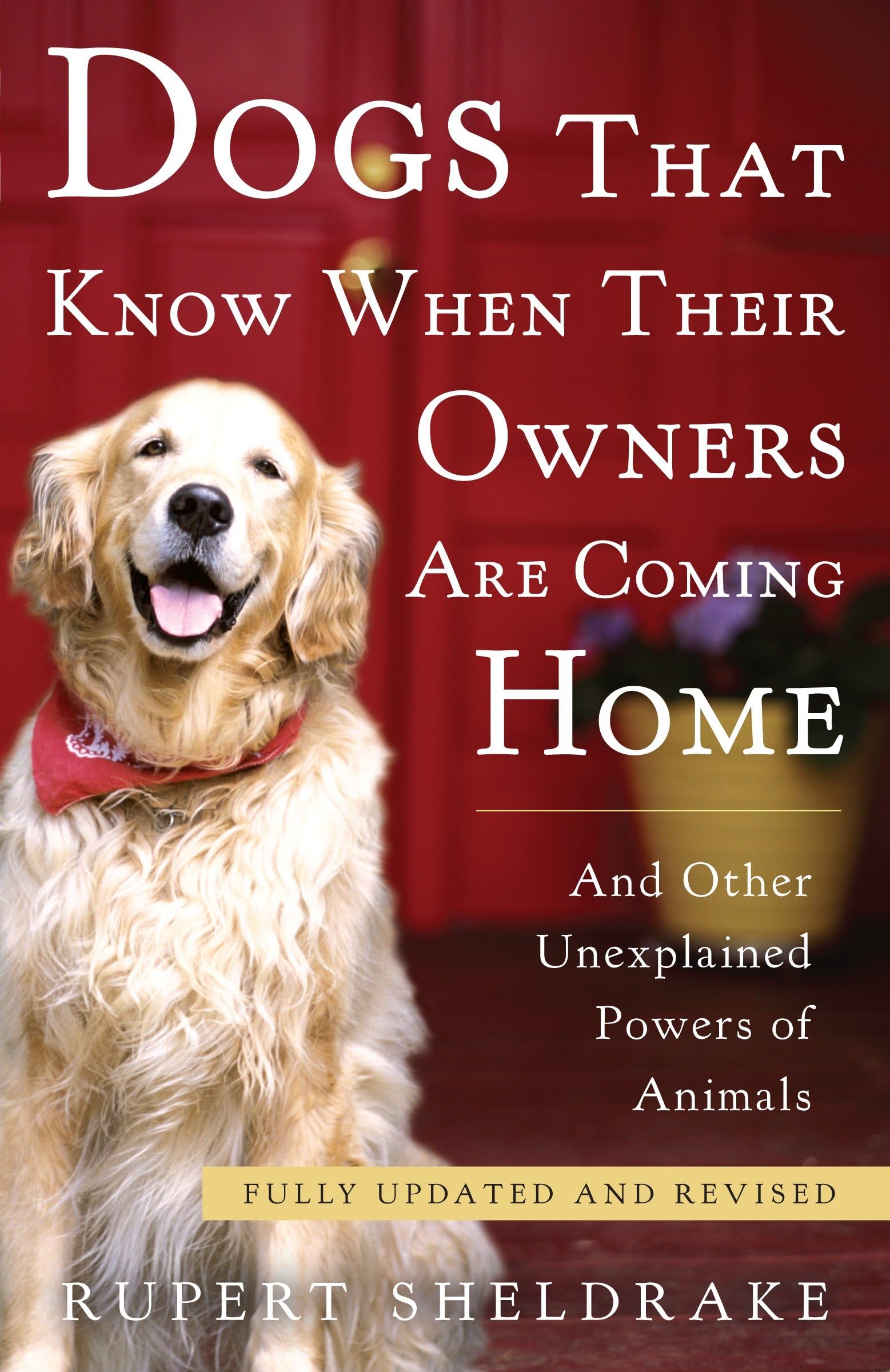Dogs That Know When Their Owners Are Coming Home Pets