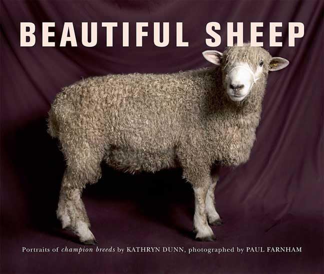 Beautiful Sheep: Portraits of Champion Breeds Nature & Animals