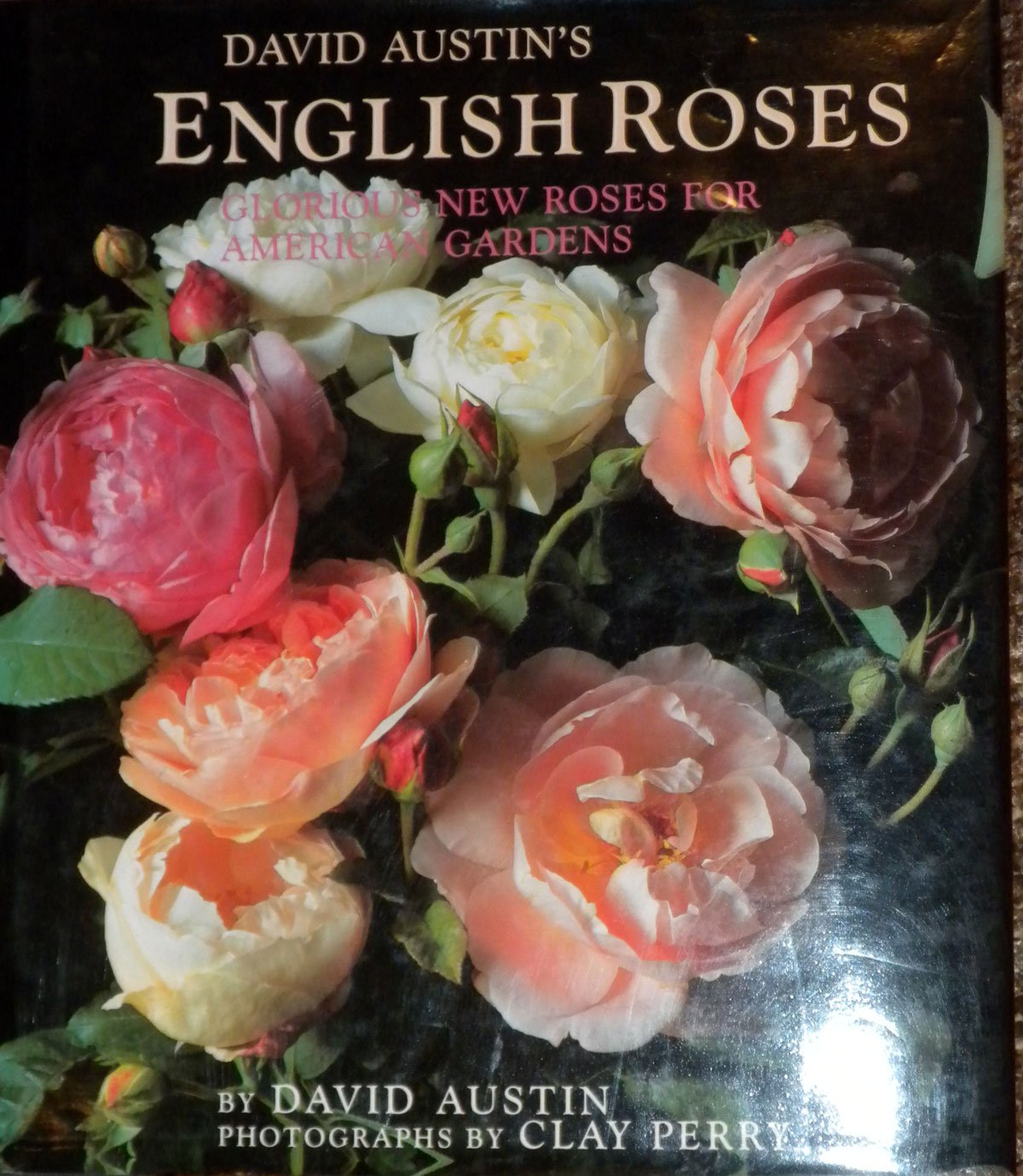 David Austin's English Roses: Glorious New Roses for American Gardens book