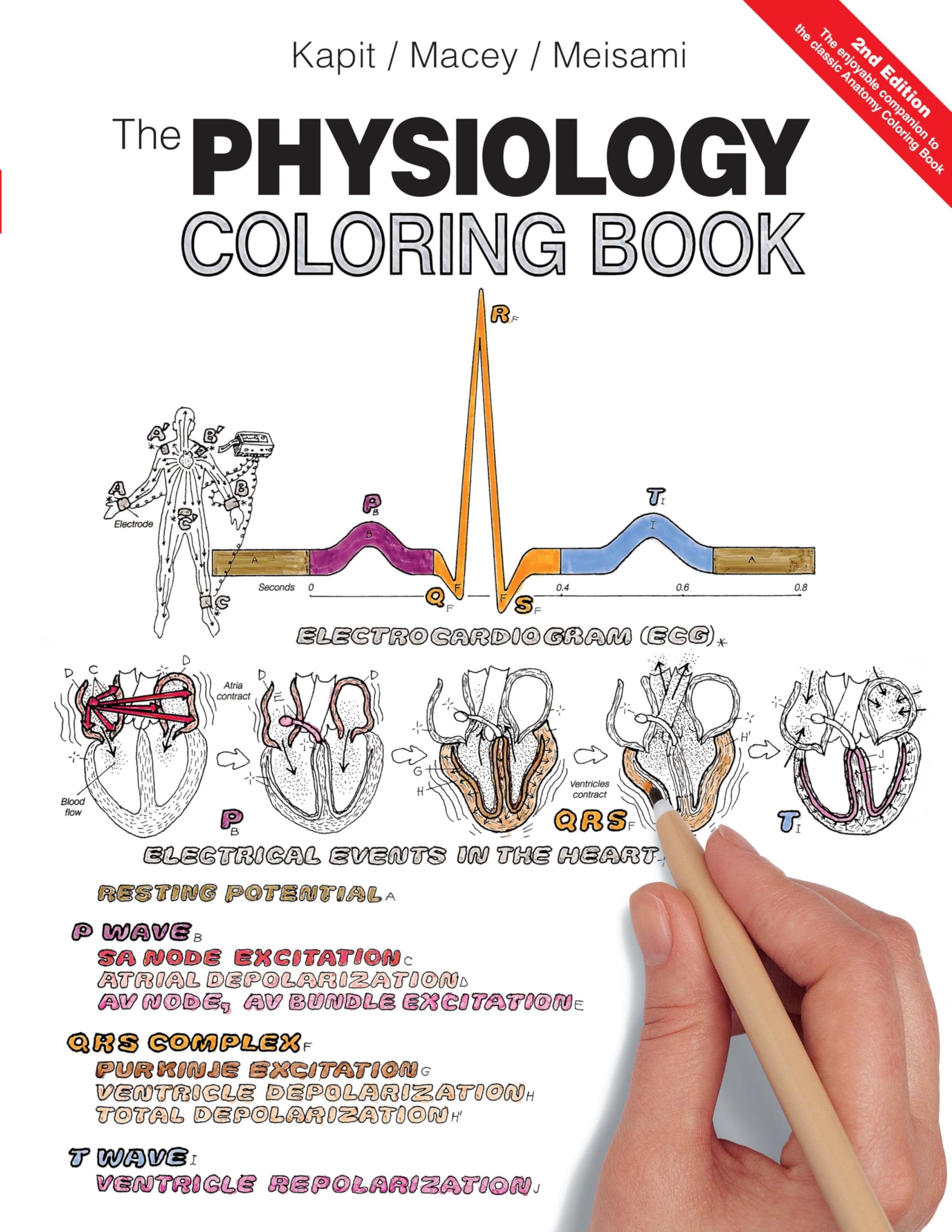 Product Image: The Physiology Coloring Book