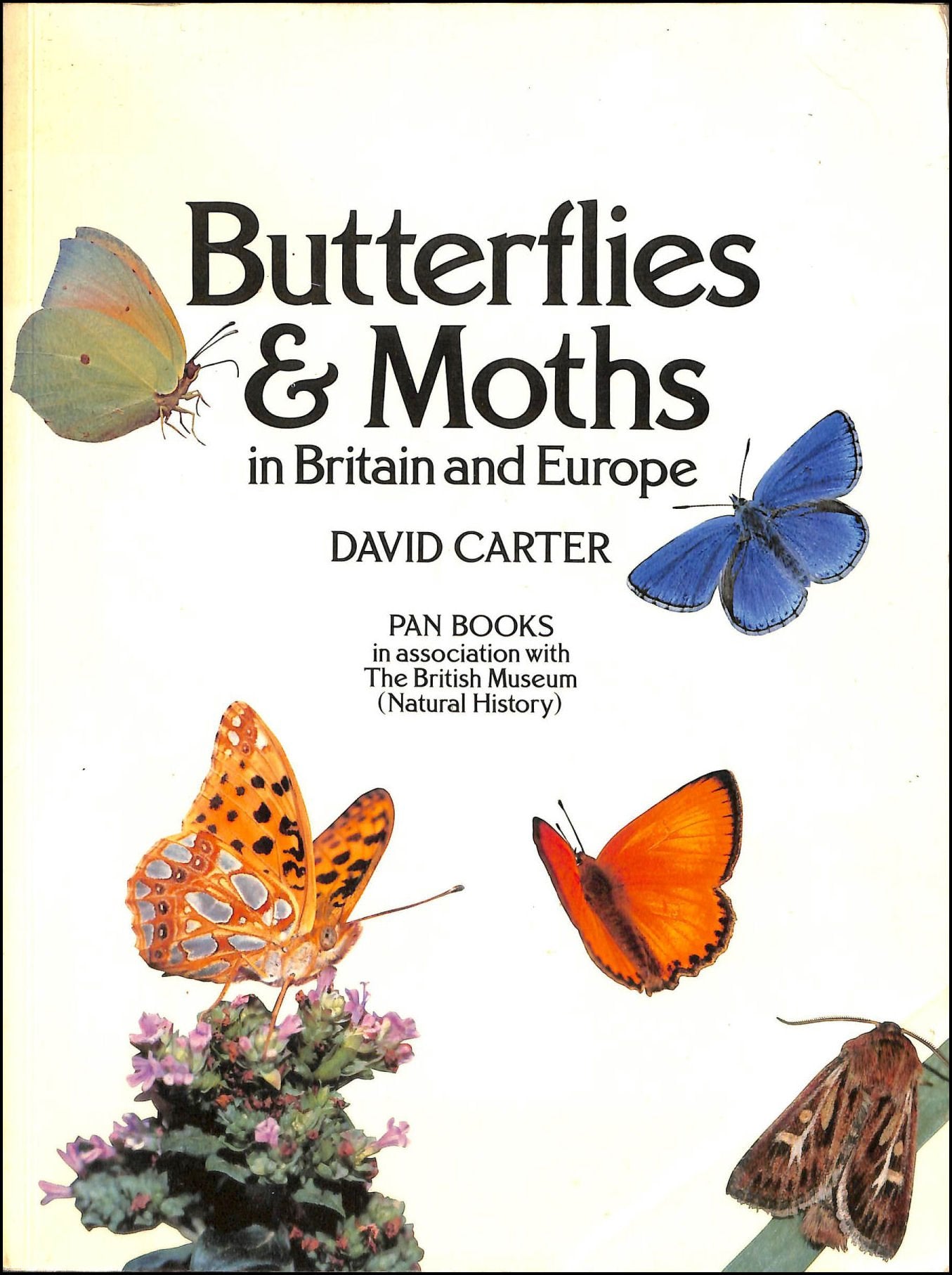 Butterflies and Moths in Britain and Europe Mathematics