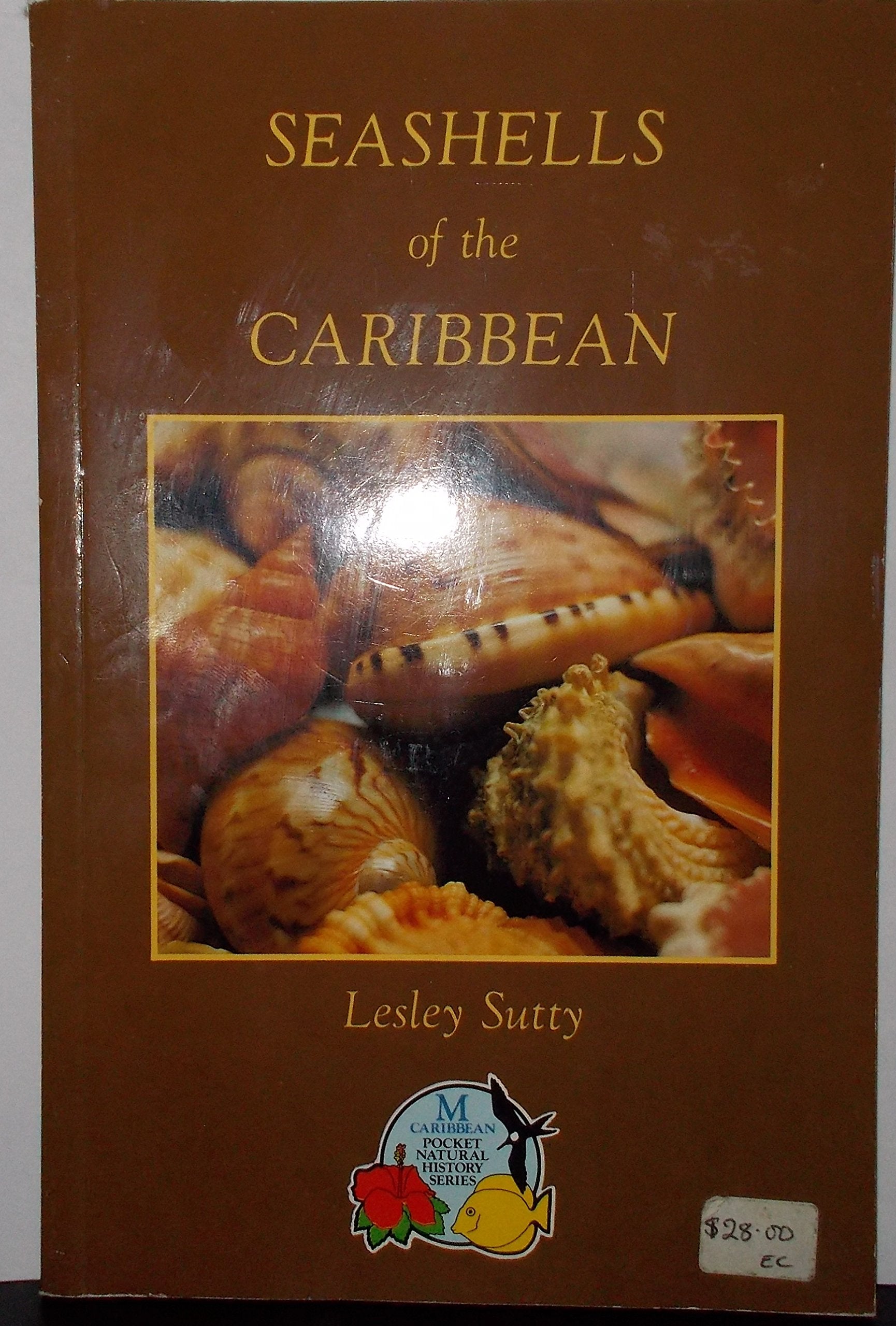 Seashells Of The Caribbean Mathematics