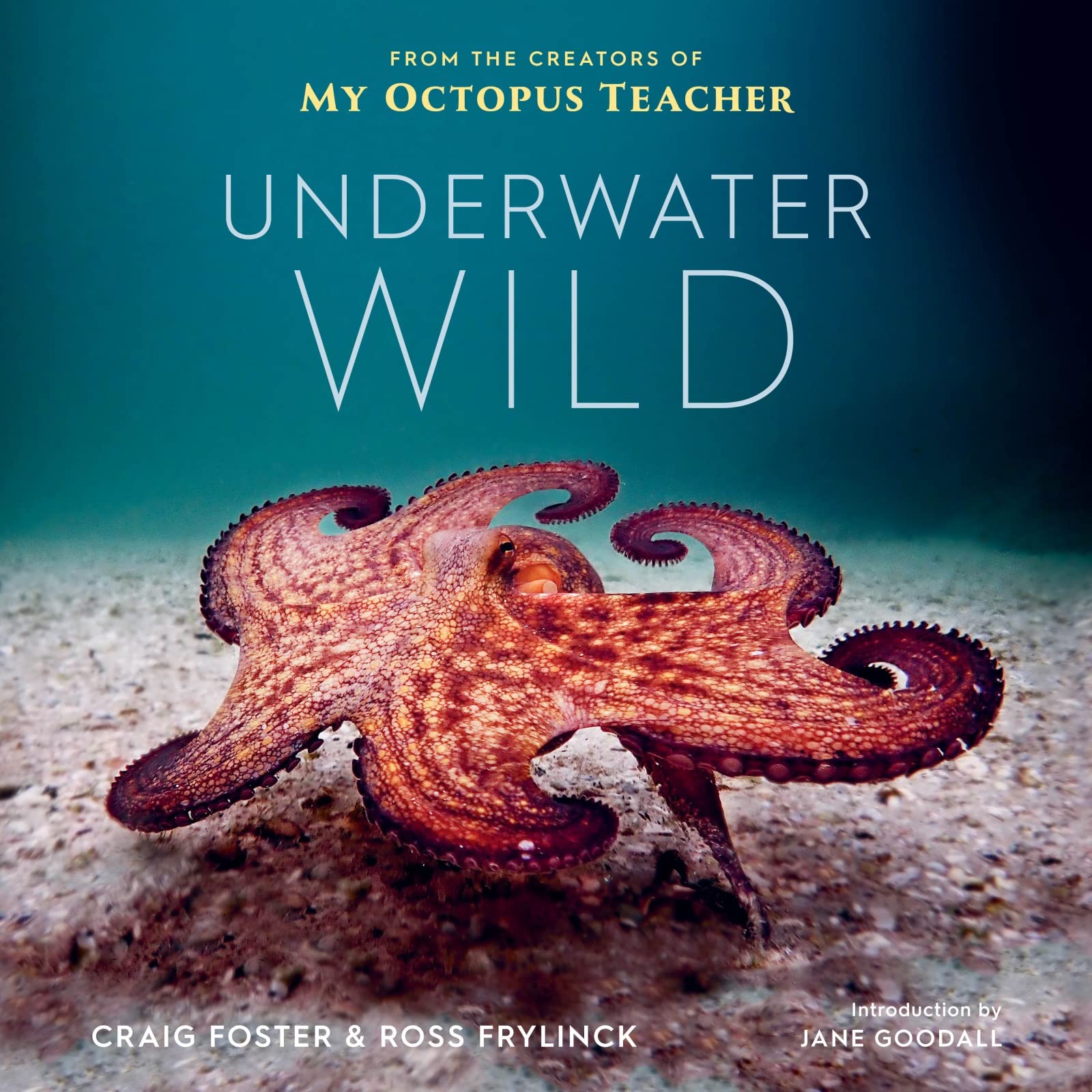 Underwater Wild: My Octopus Teacher's Extraordinary World Mathematics