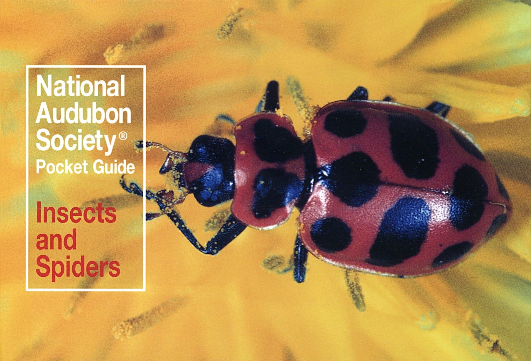 National Audubon Society Pocket Guide: Insects and Spiders (National Audubon Society Pocket Guides, Band 0) Mathematics