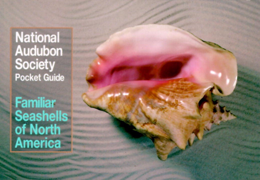 Familiar Seashells North America (Audubon Society Pocket Guides) Mathematics