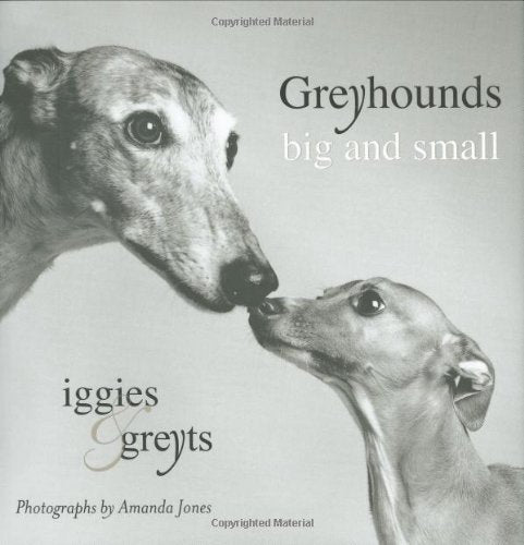 Greyhounds Big And Small: Iggies And Greyts Pets