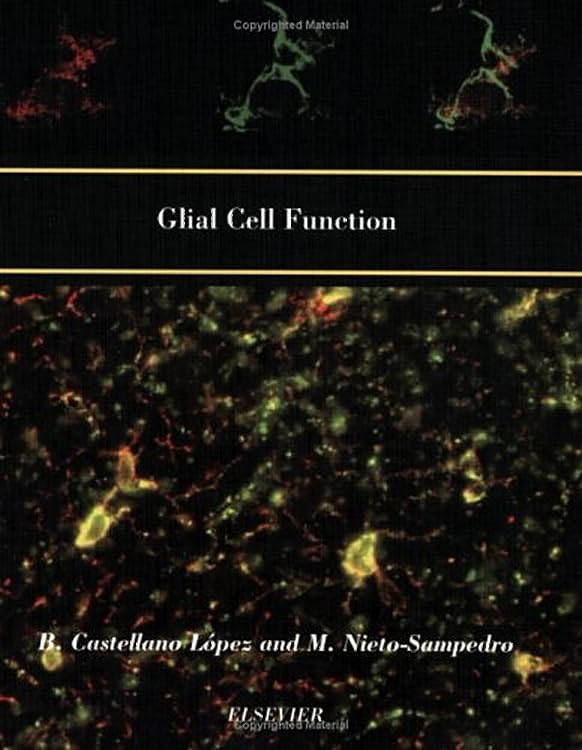 Glial Cell Function (Paperback) Medicine