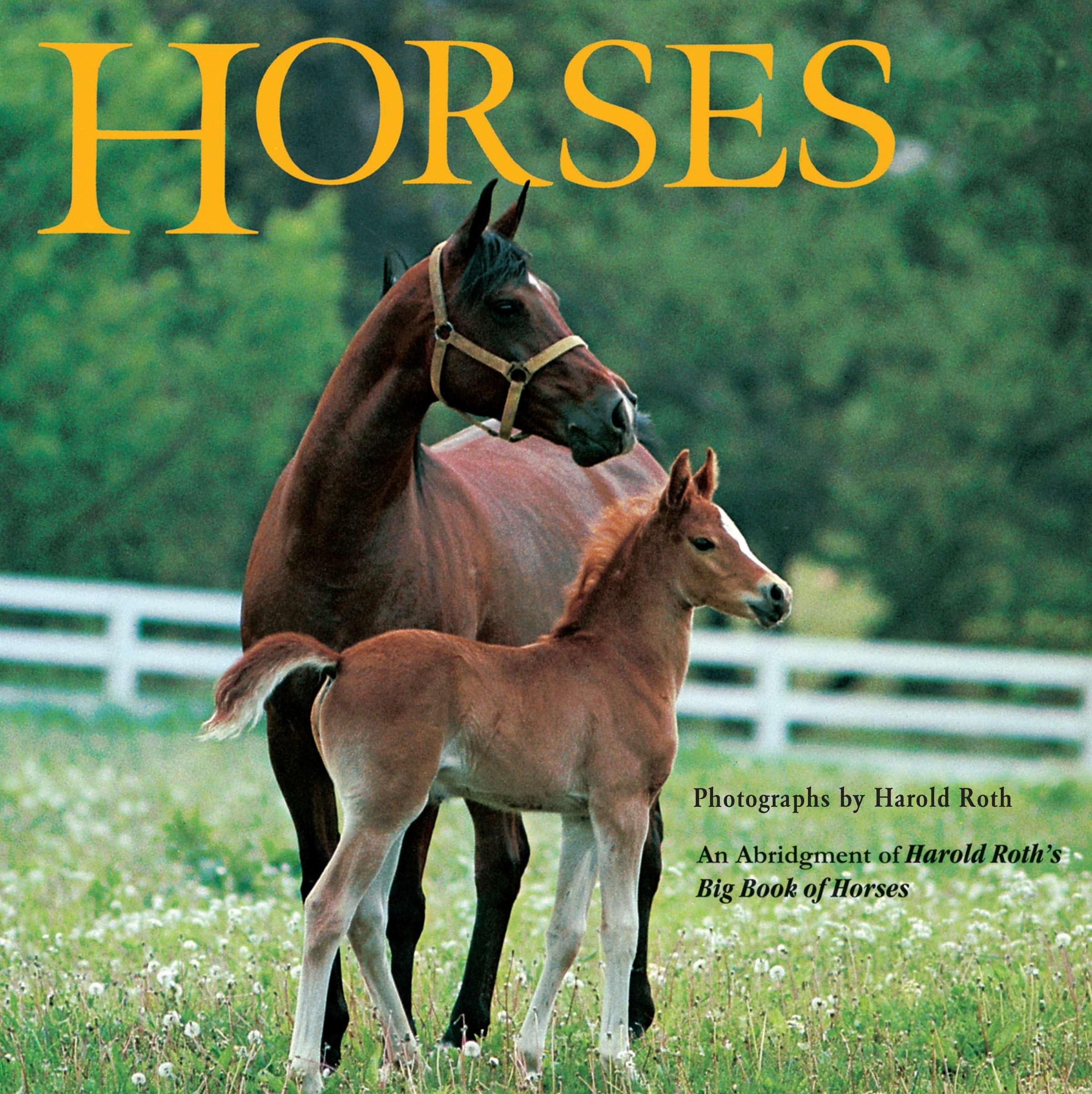 Horses Leisure & Fun