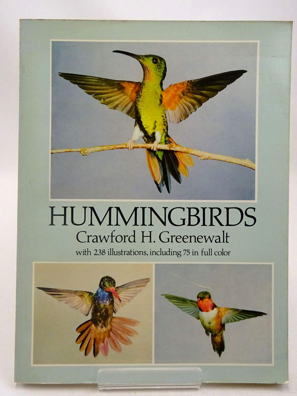 Hummingbirds Mathematics