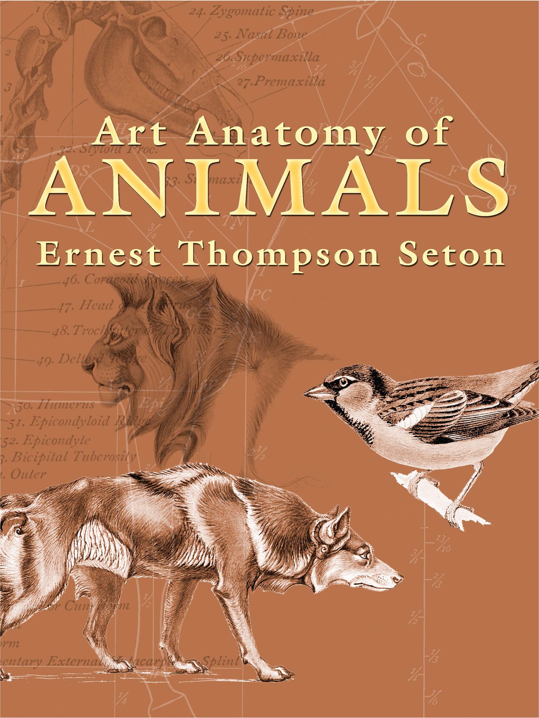 Thompson Seton, E: ART ANATOMY OF ANIMALS Arts & Music