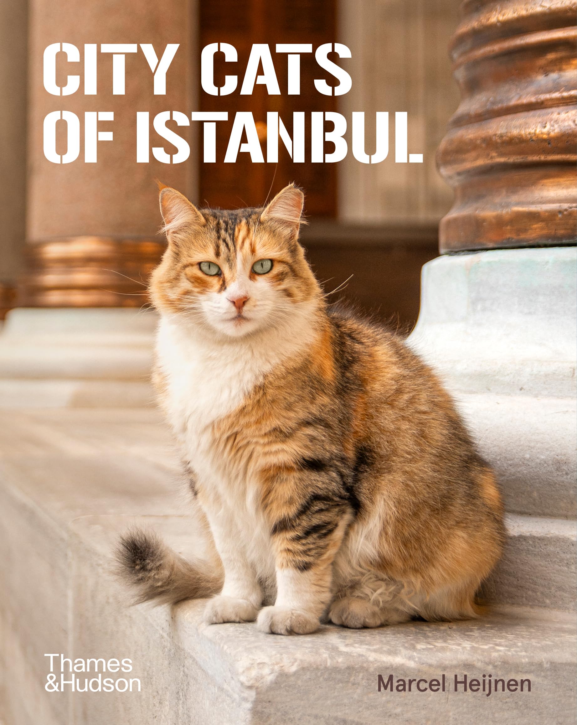 City Cats of Istanbul Photography