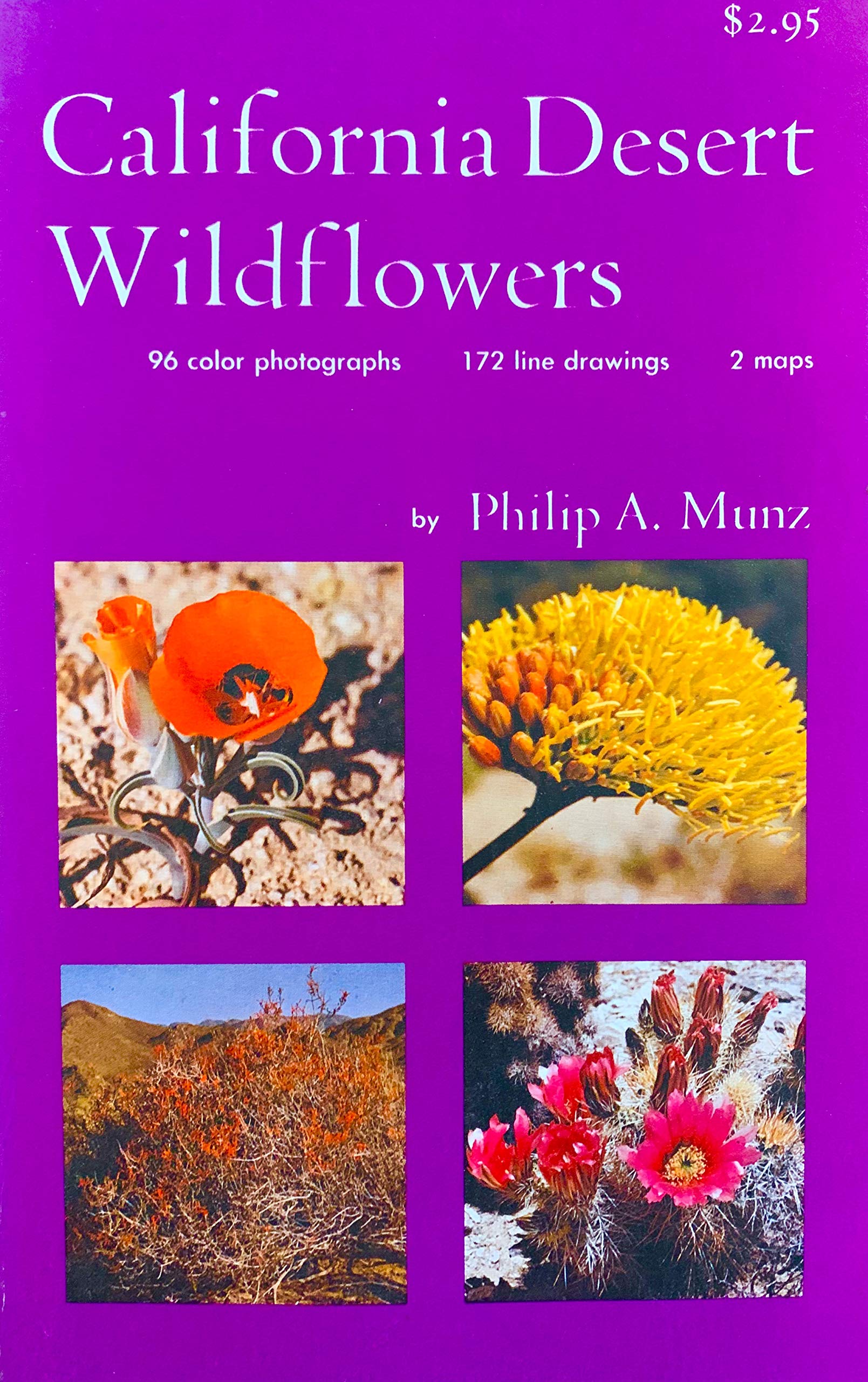 California Desert Wild Flowers Mathematics