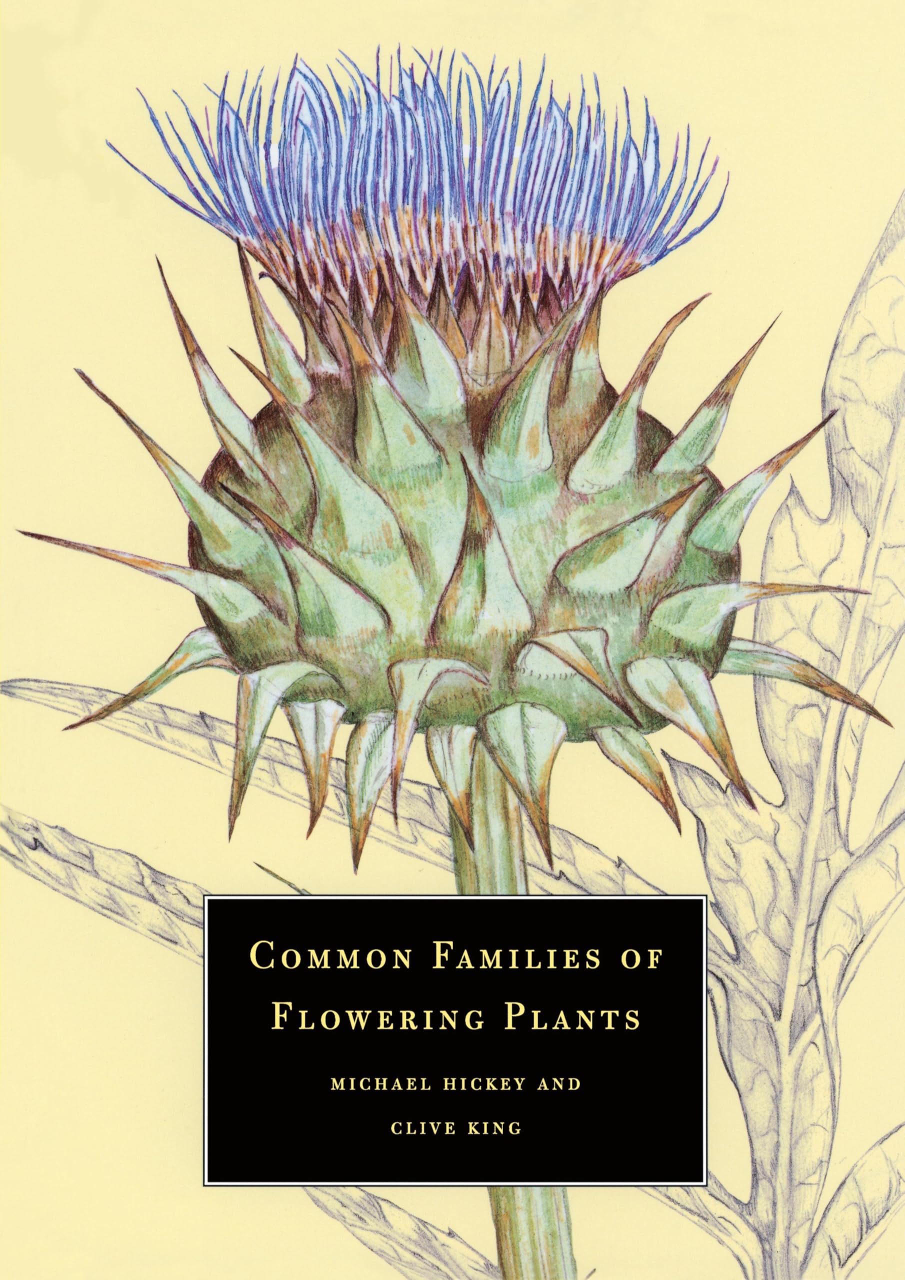 Common Families of Flowering Plants Mathematics