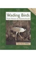 Wading Birds: From Herons to Hammerheads (Animals in Order) Non-fiction