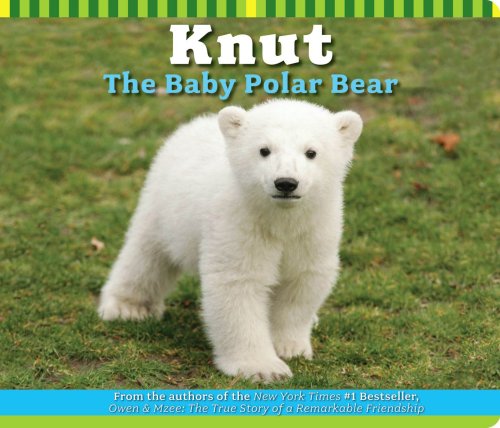 Knut the Baby Polar Bear Non-fiction