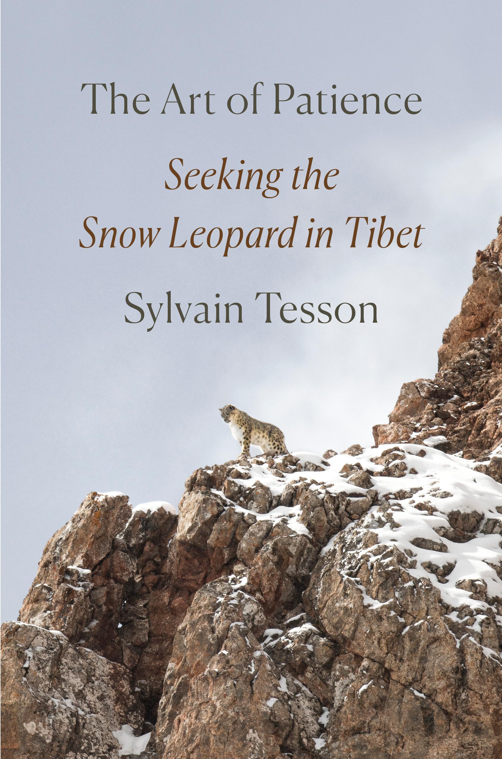 The Art of Patience: Seeking the Snow Leopard in Tibet Politics & Society