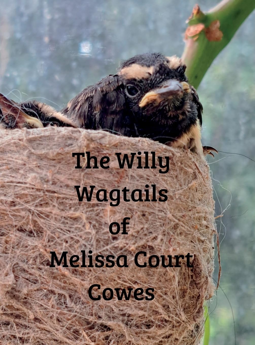 The Willy Wagtails of Melissa Court Cowes Nature & Animals