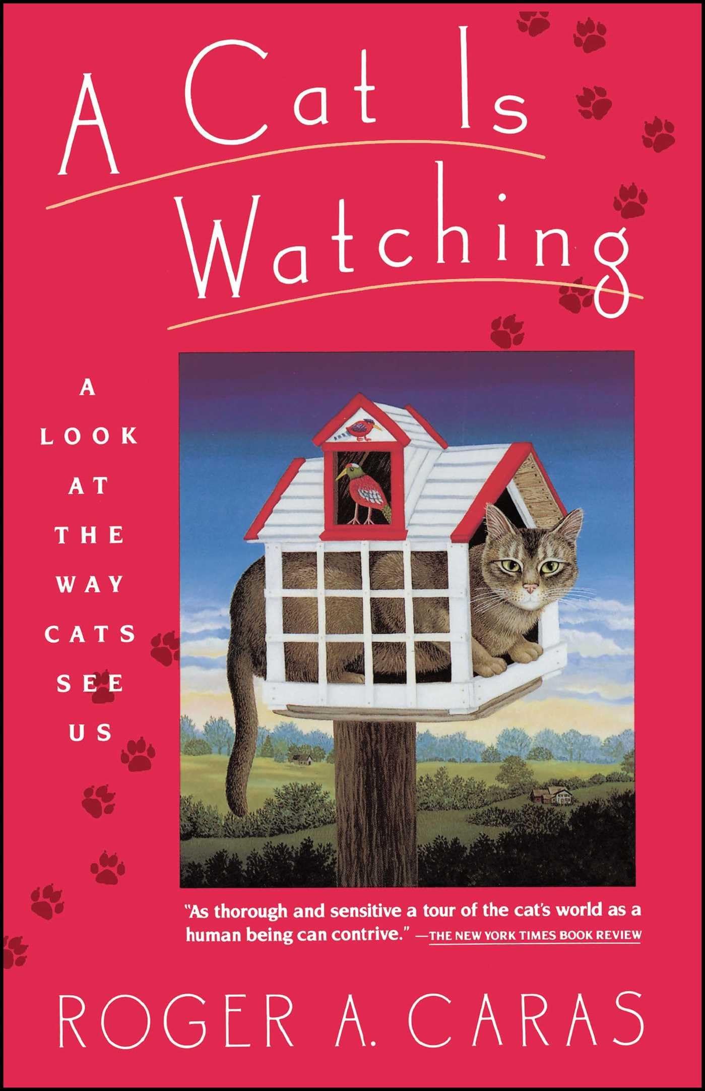 Cat is Watching: A Look at the Way Cats See Us Mathematics