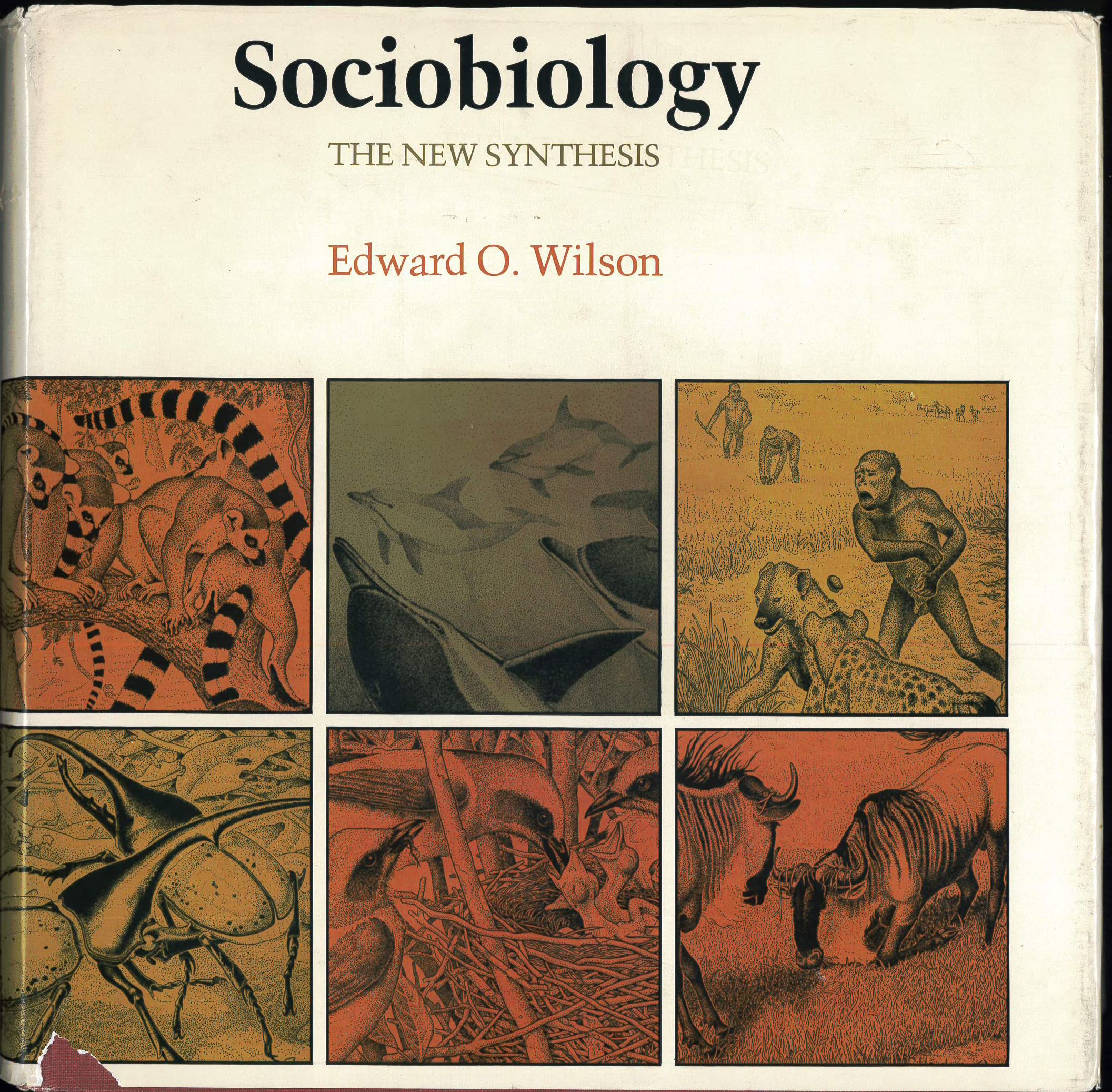 Sociobiology: The New Synthesis (Belknap Press S.) Business & Technology