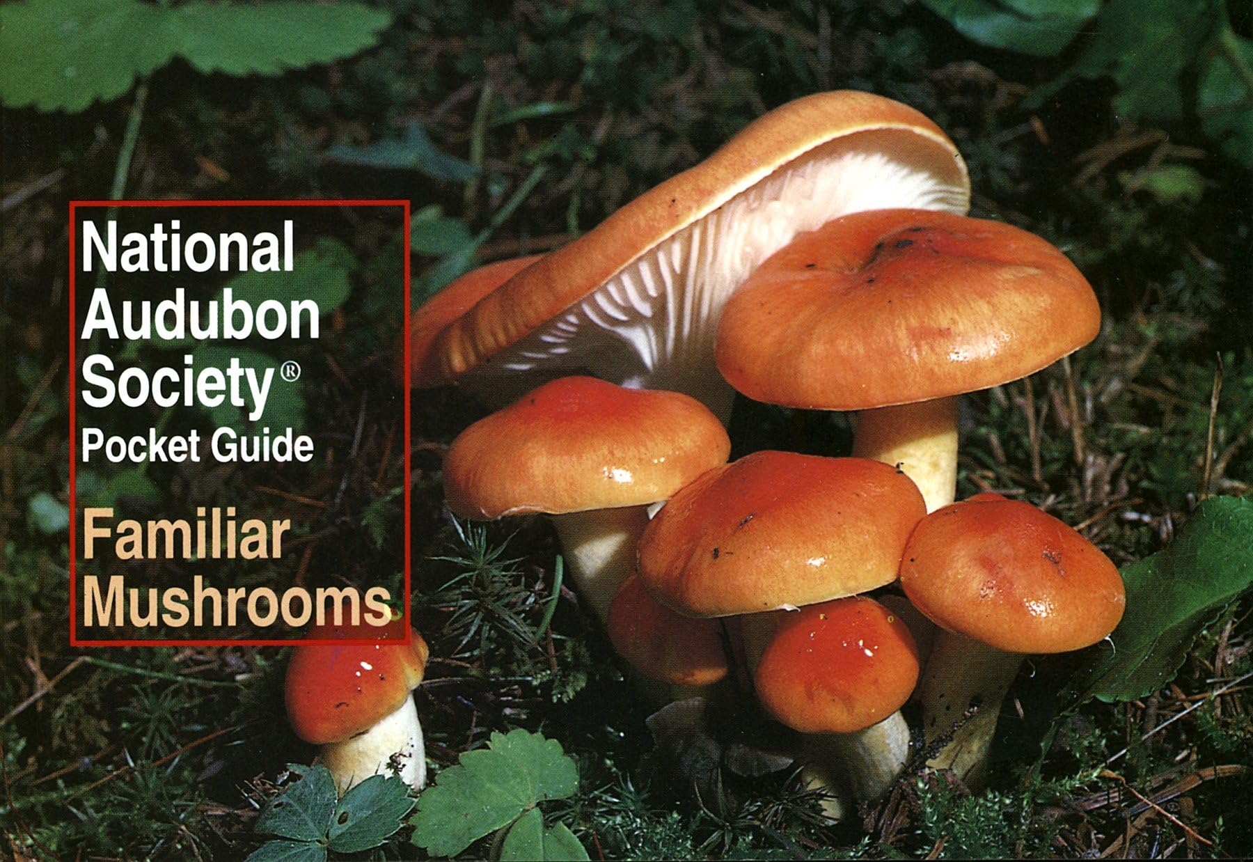 National Audubon Society Pocket Guide: Familiar Mushrooms Mathematics