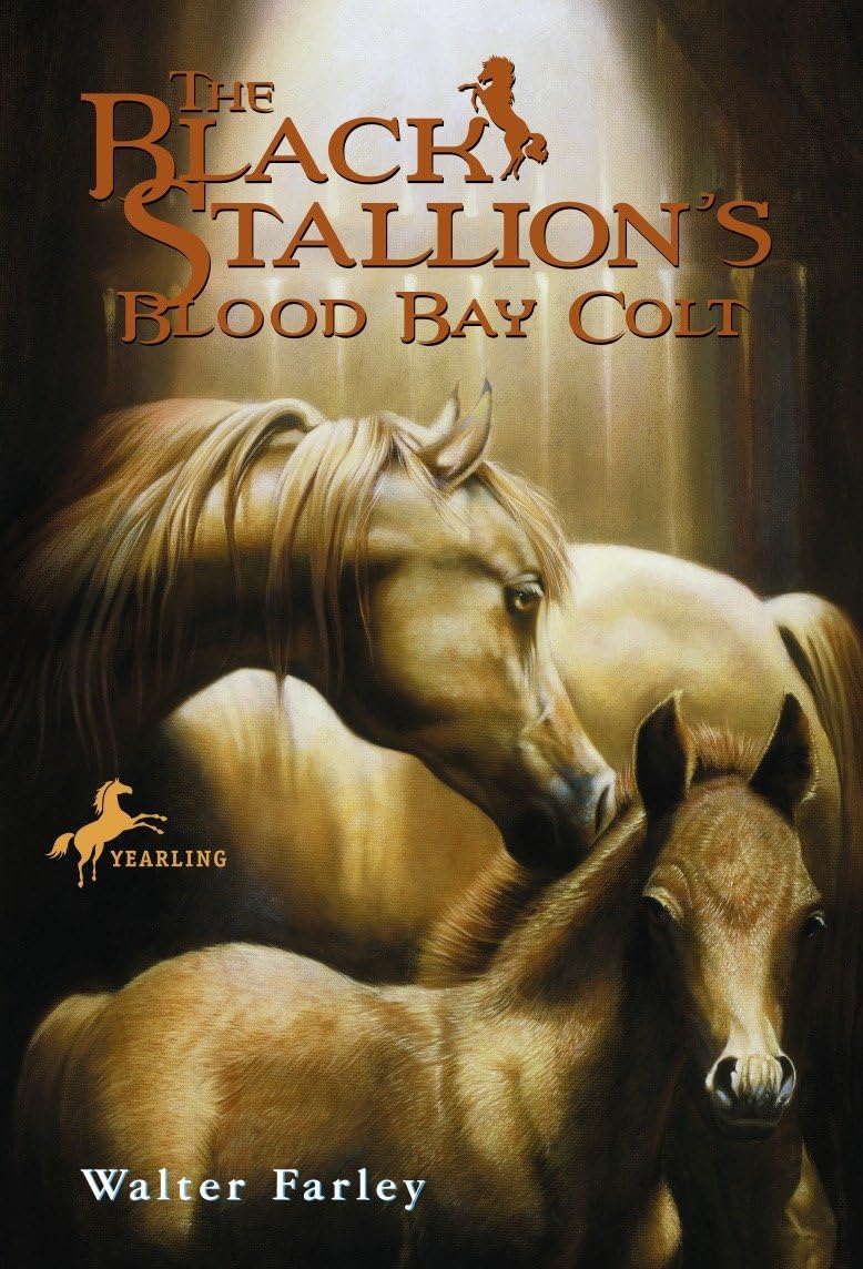 The Black Stallion's Blood Bay Colt Leisure & Fun
