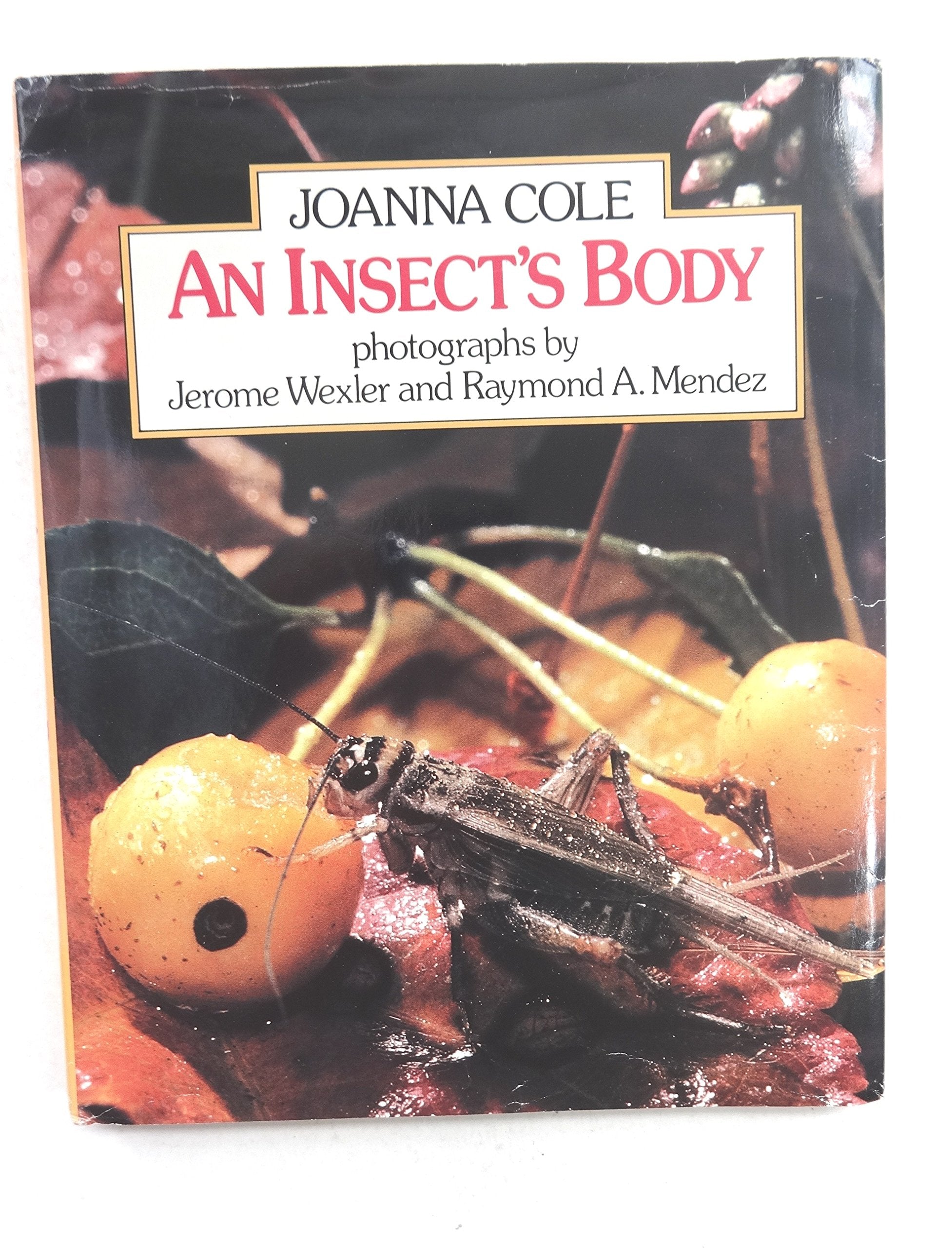 Product Image: An Insect's Body