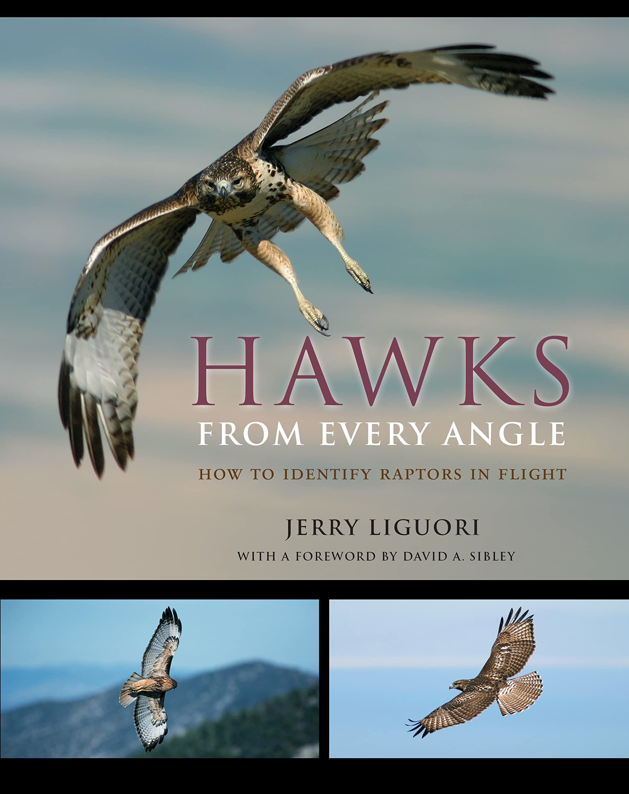 Hawks from Every Angle: How to Identify Raptors in Flight Mathematics