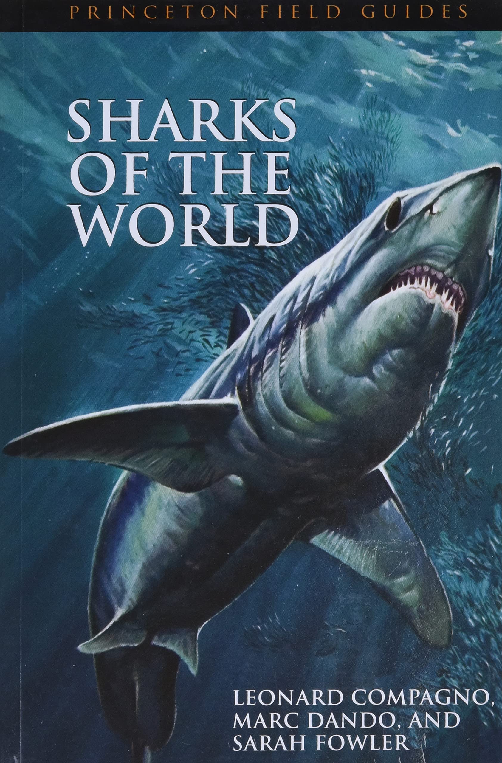Sharks of the World Mathematics