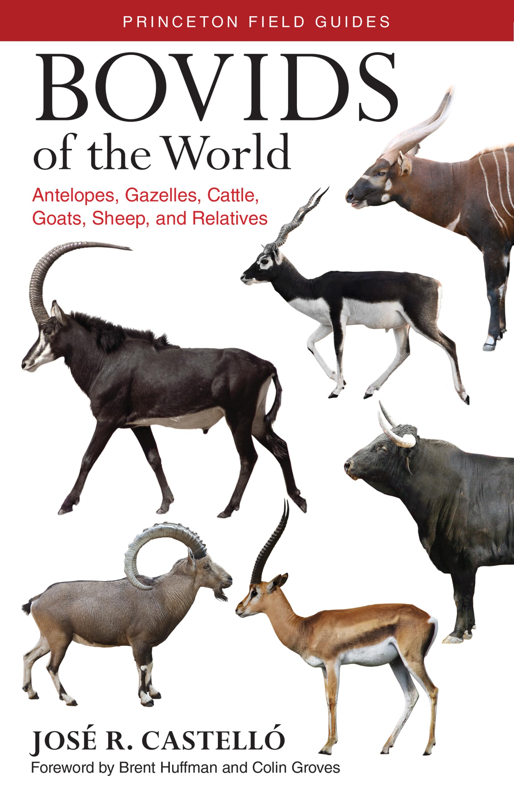 Bovids of the World: Antelopes, Gazelles, Cattle, Goats, Sheep, and Relatives (Princeton Field Guides) Mathematics