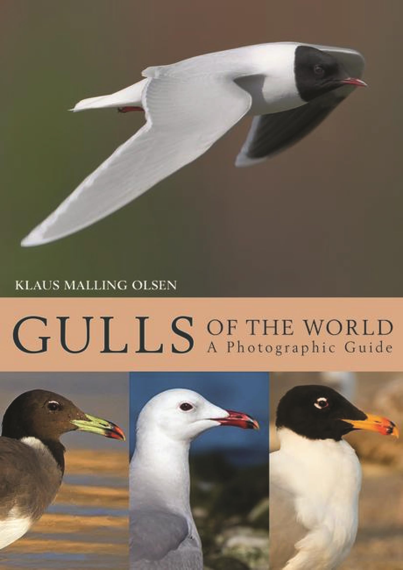 Gulls of the World: A Photographic Guide Mathematics