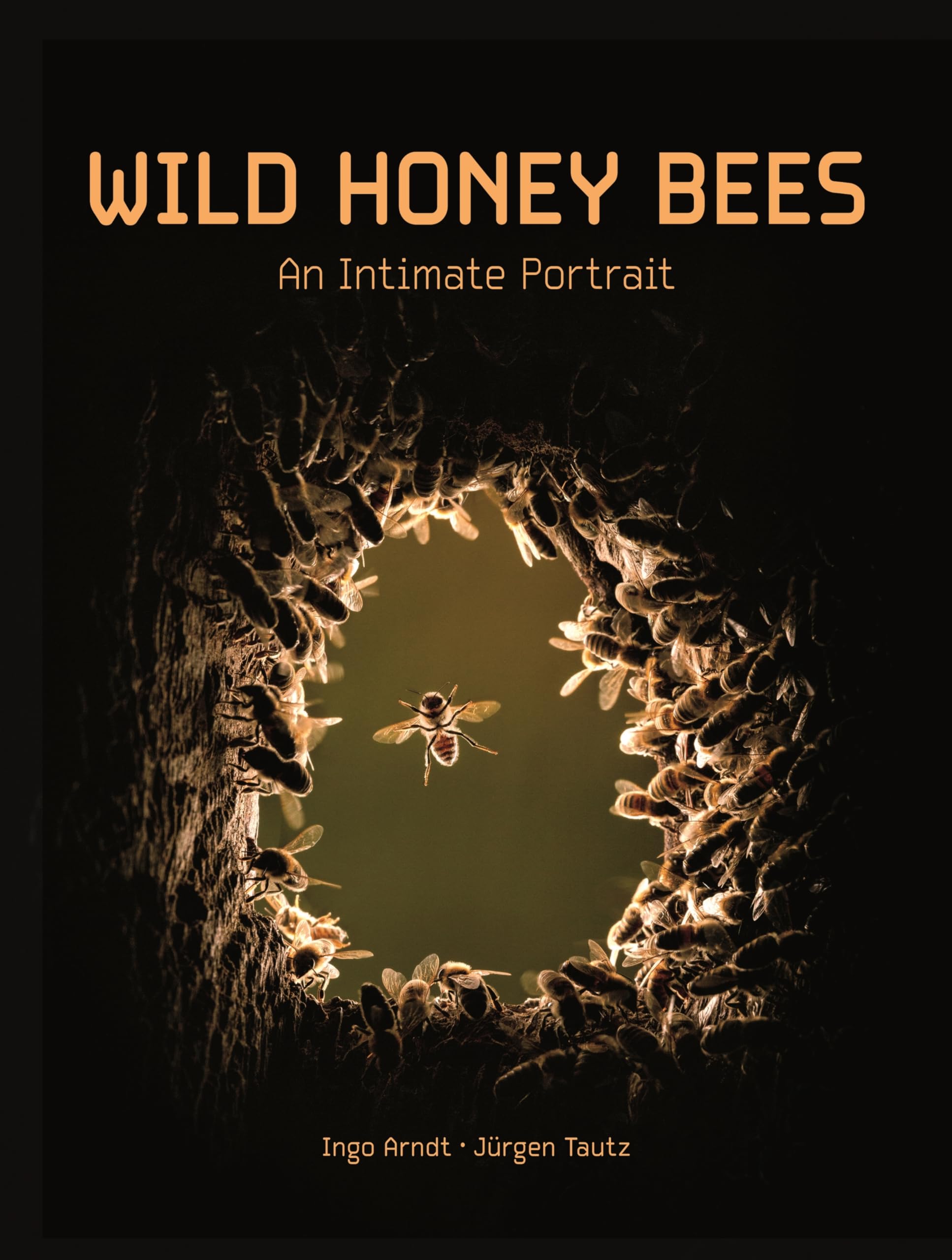 Wild Honey Bees: An Intimate Portrait Mathematics