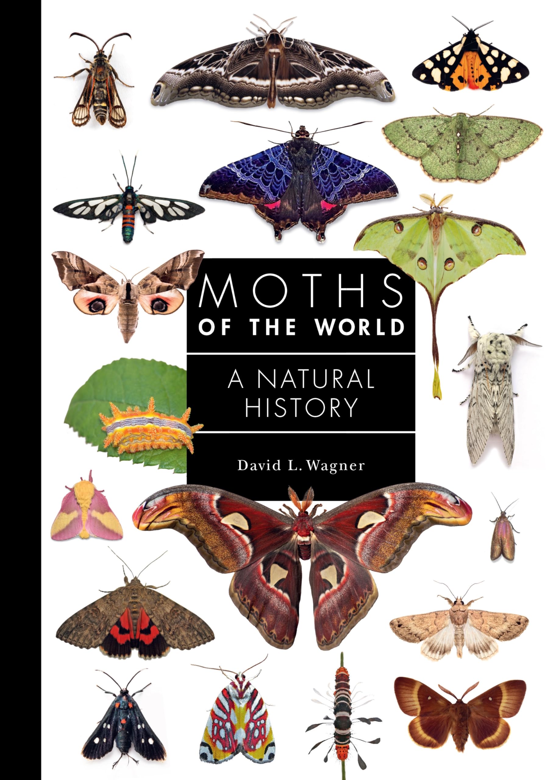 Moths of the World Mathematics