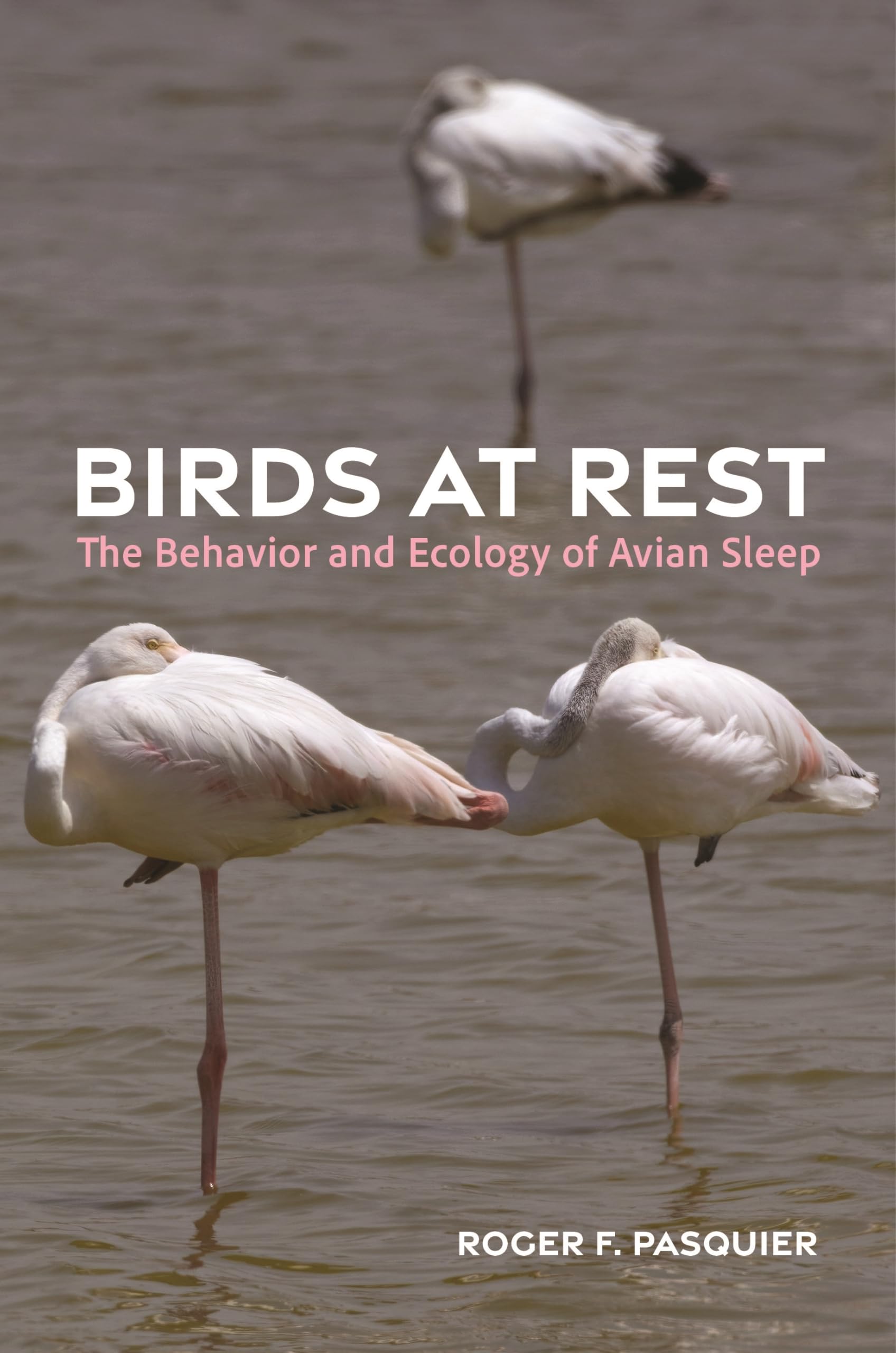 Birds at Rest: The Behavior and Ecology of Avian Sleep Mathematics