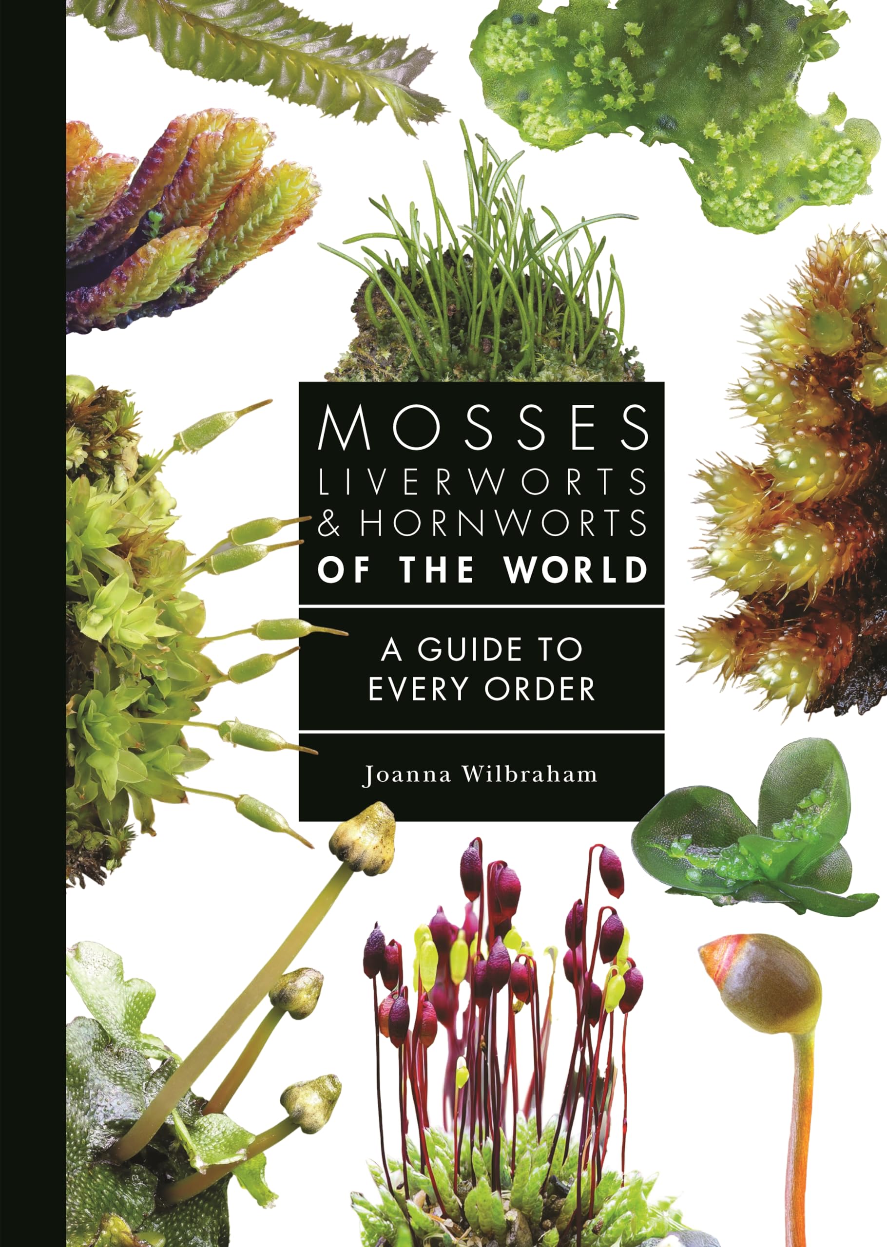 Mosses, Liverworts, and Hornworts of the World Mathematics
