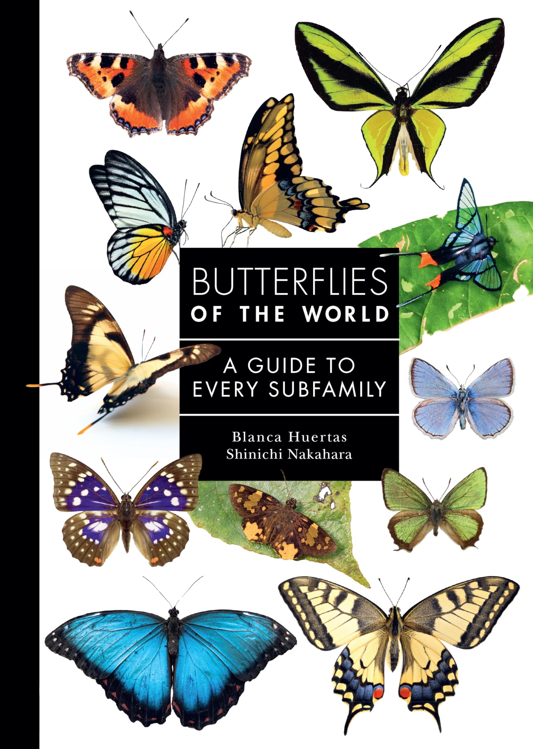 Butterflies of the World Mathematics