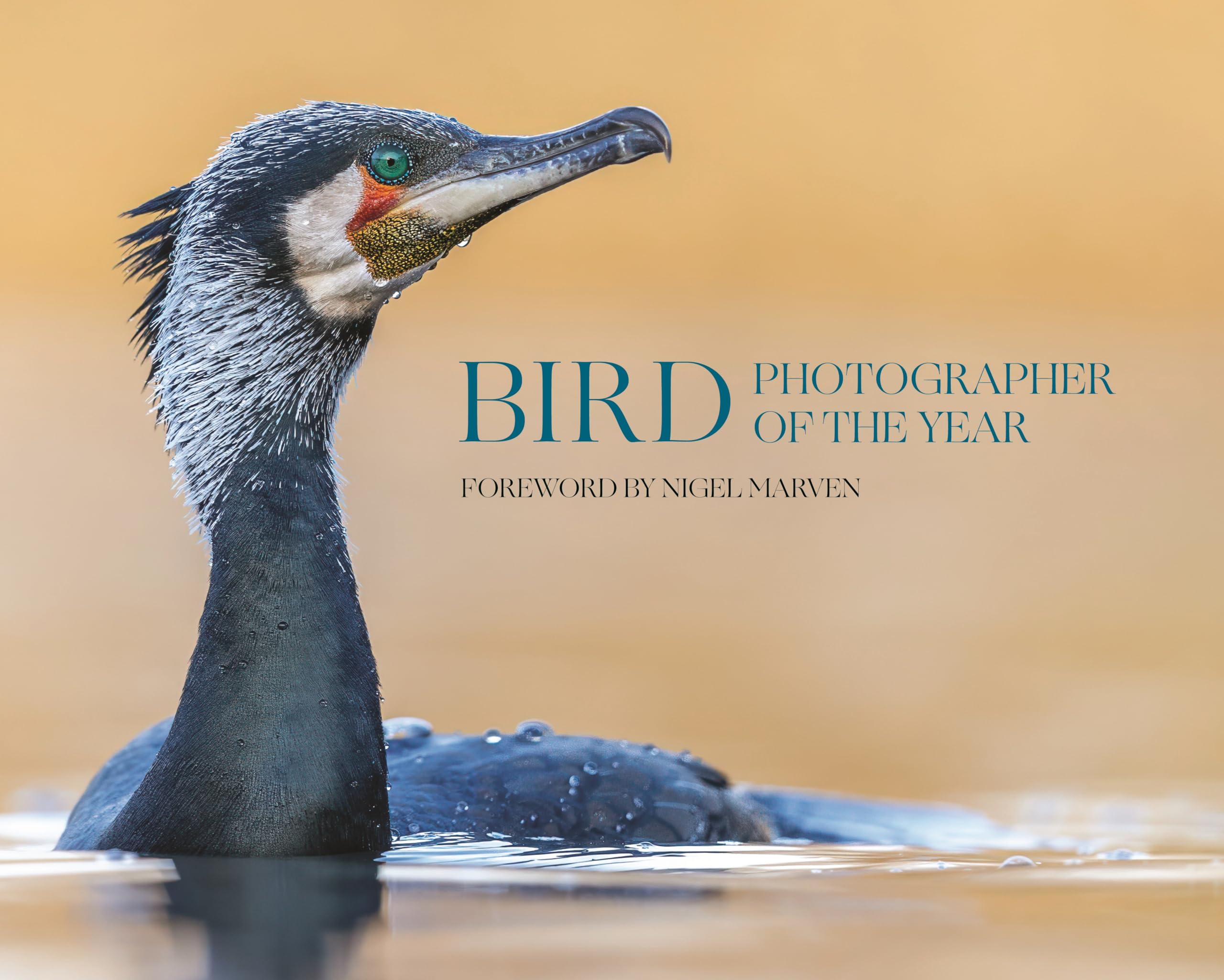 Bird Photographer of the Year Mathematics