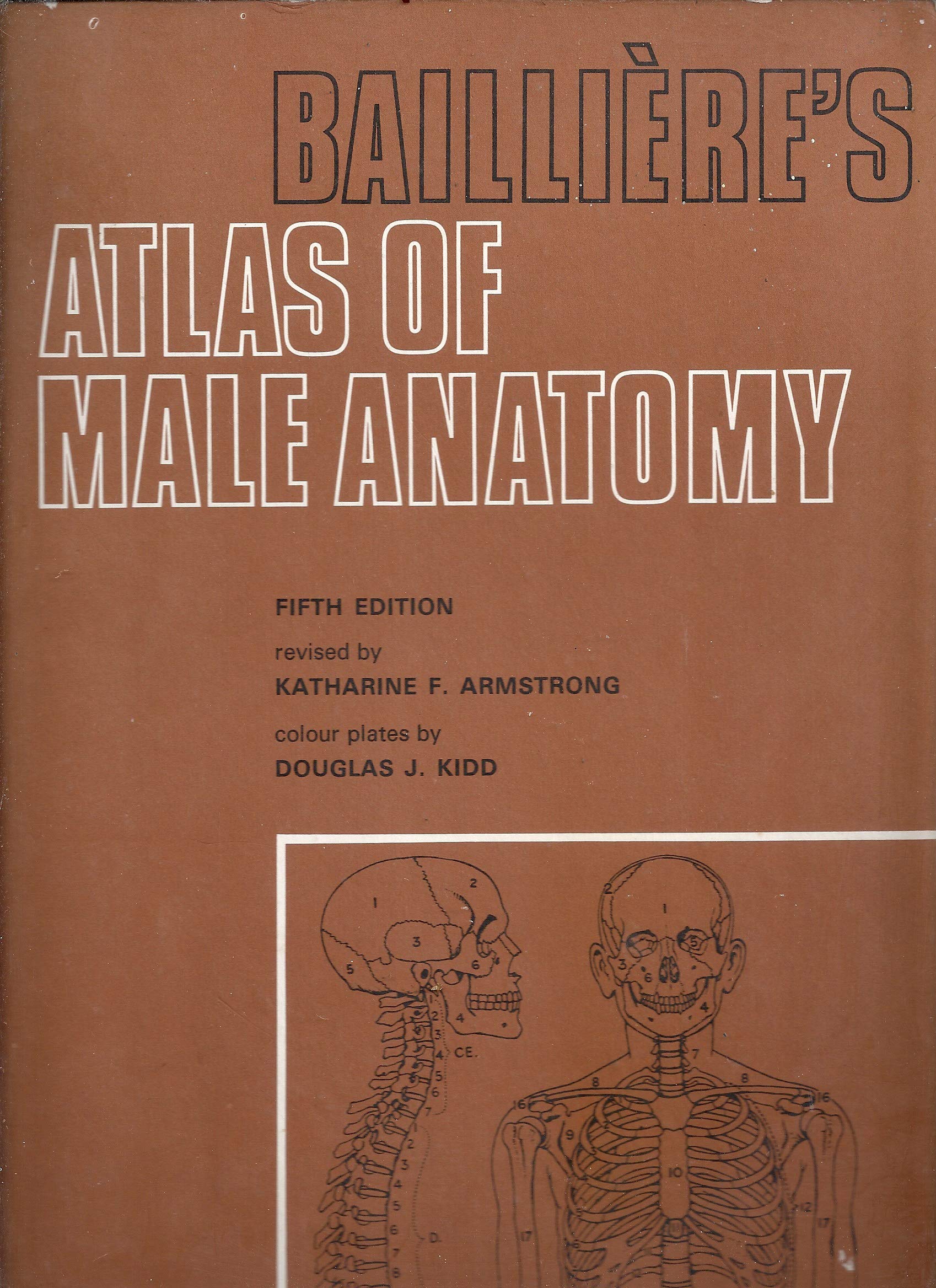Atlas of Male Anatomy Medicine