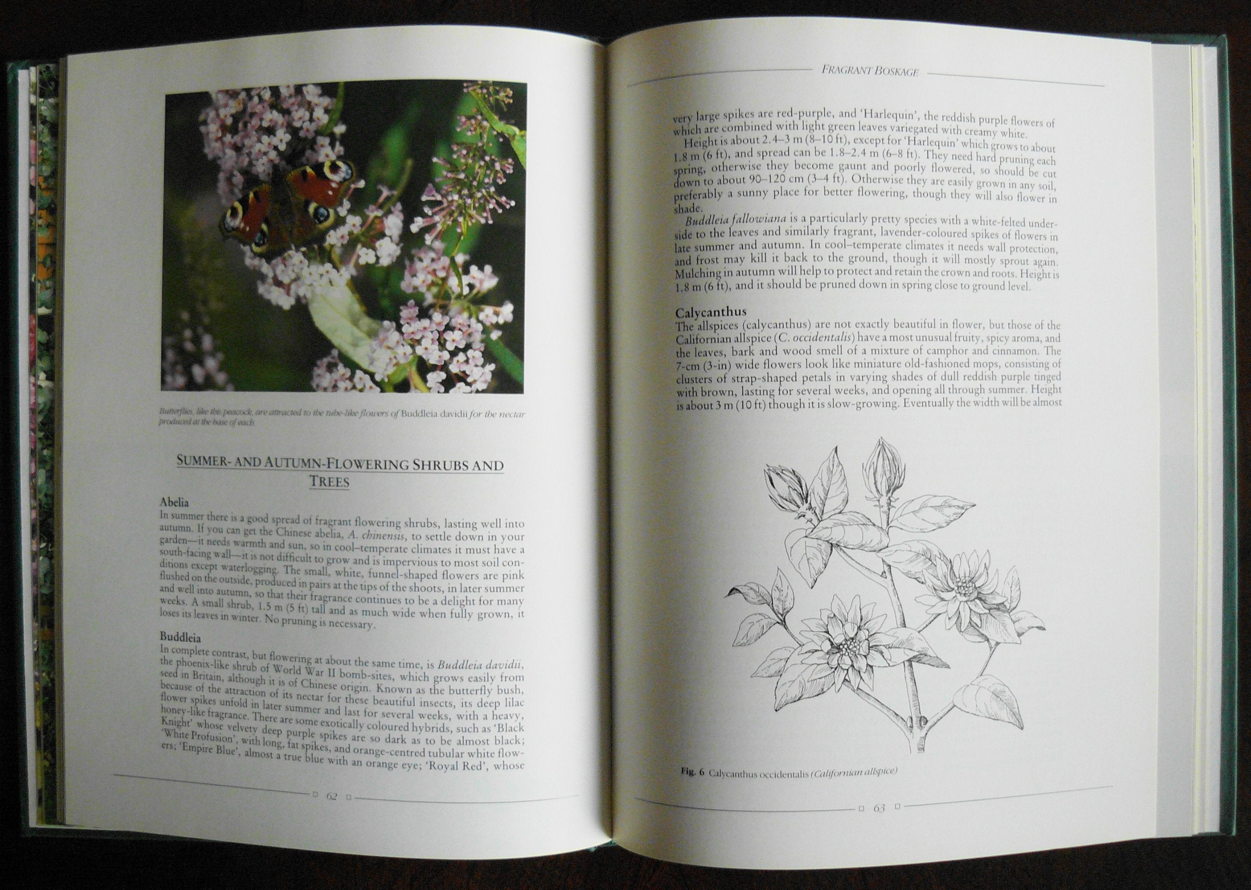 Gardening for Fragrance Garden & Plants