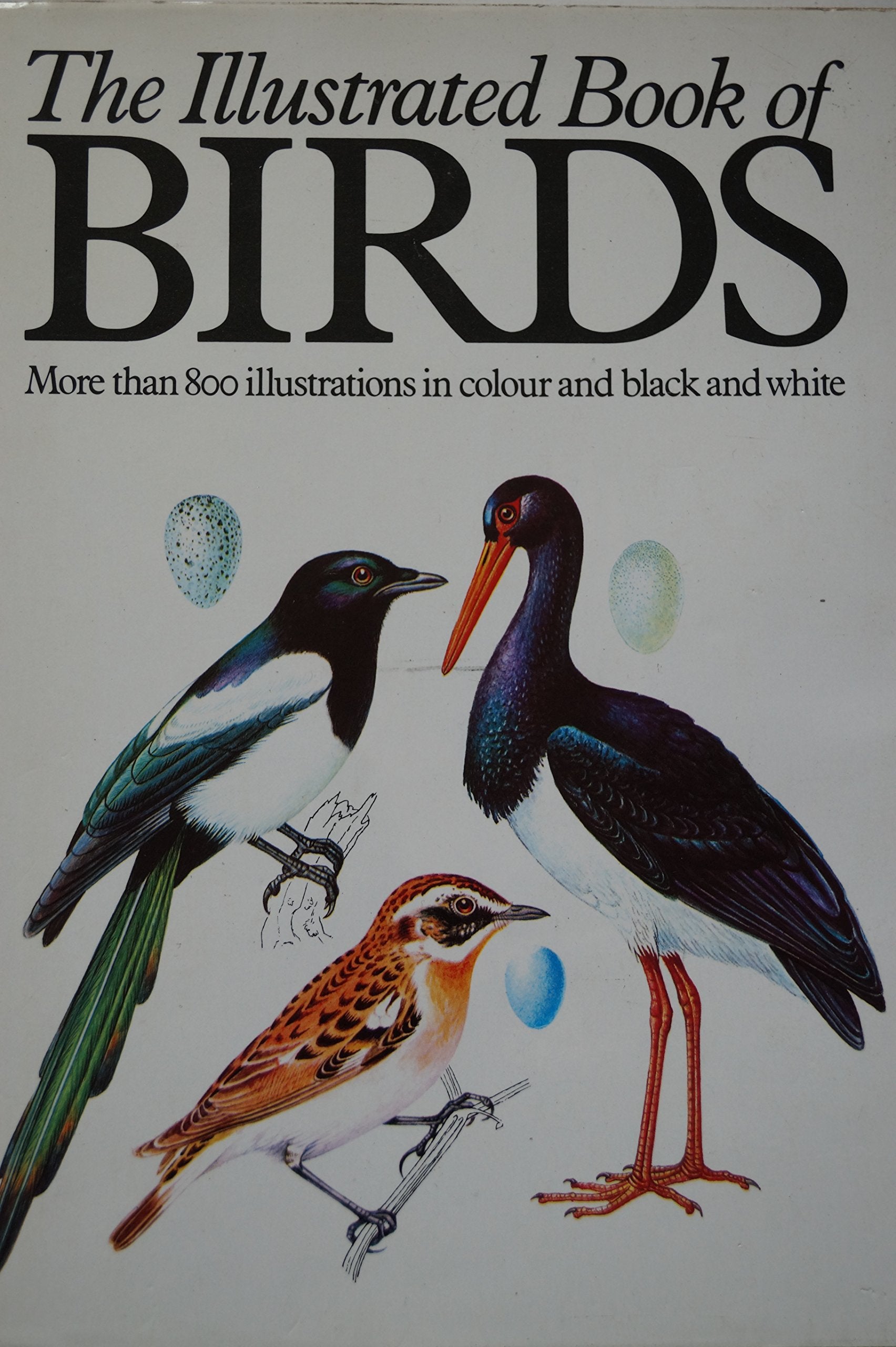 Illustrated Book of Birds Books