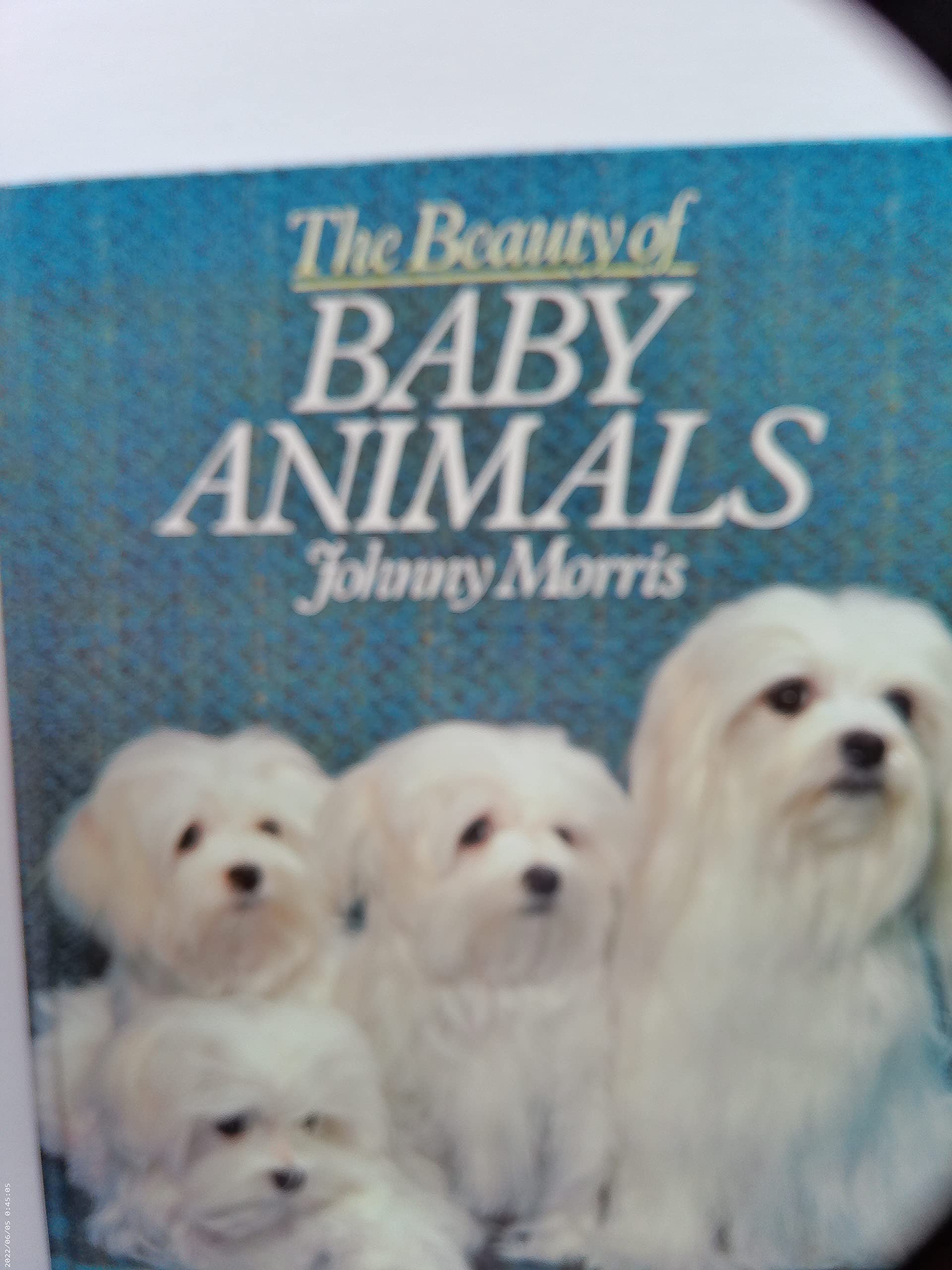 Beauty of Baby Animals Books