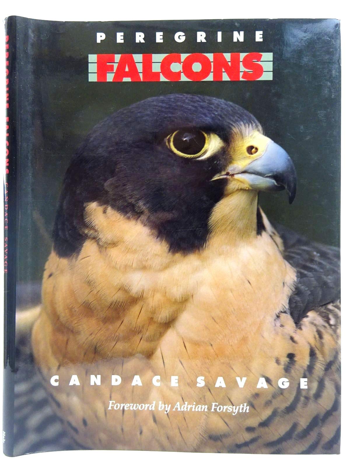 Product Image: Peregrine Falcons