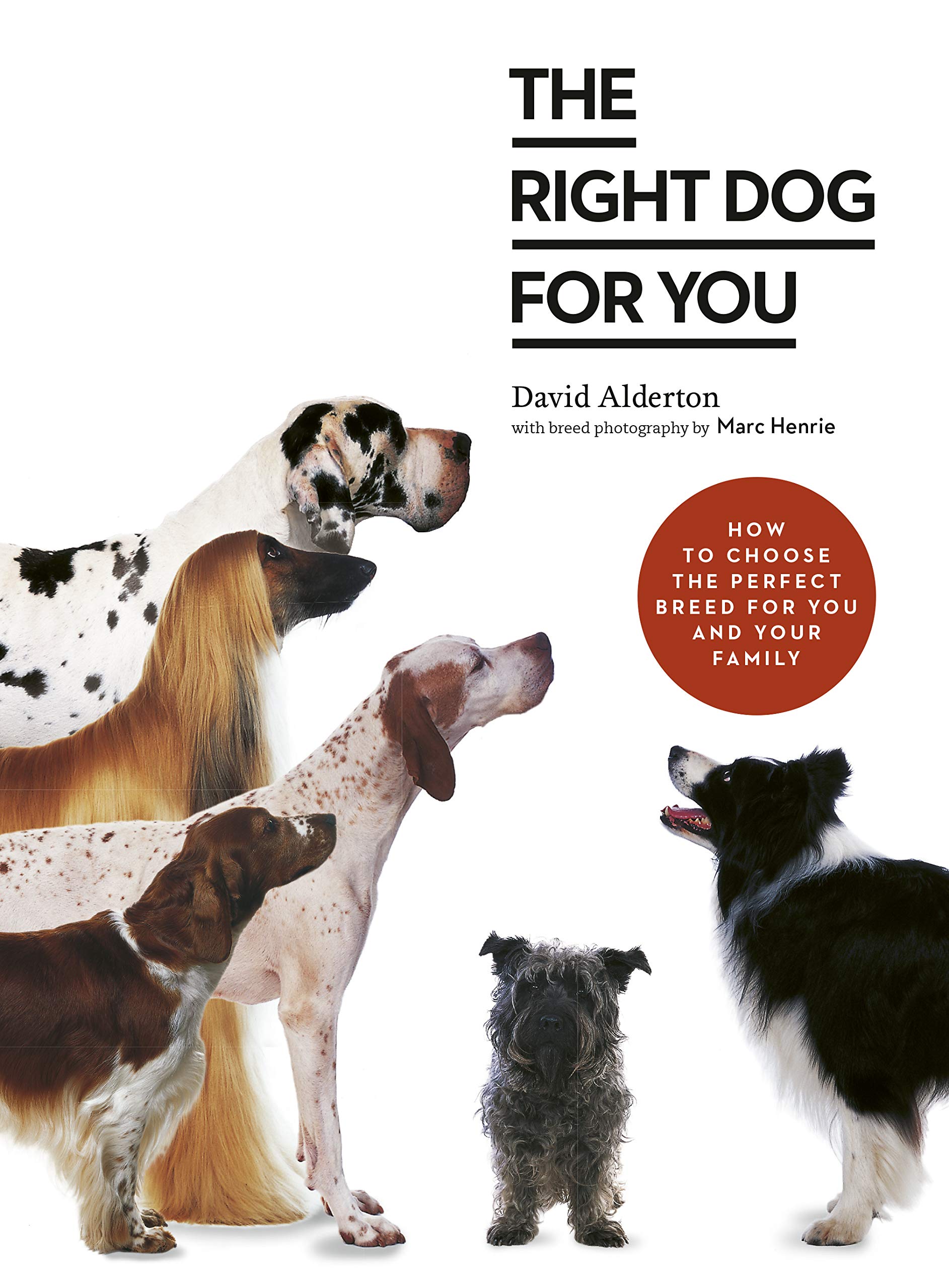 The Right Dog for You Lifestyle