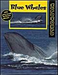 Blue Whales (Wild World S.) Books