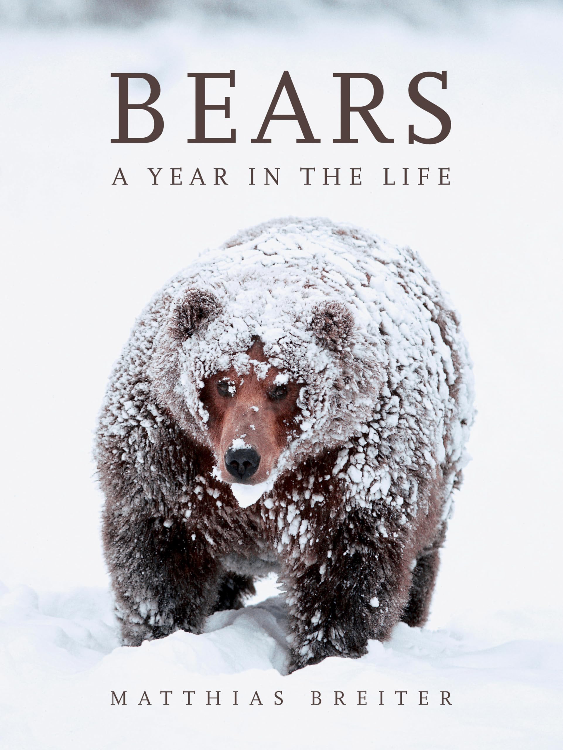 Bears: A Year in the Life Leisure, Home & Garden