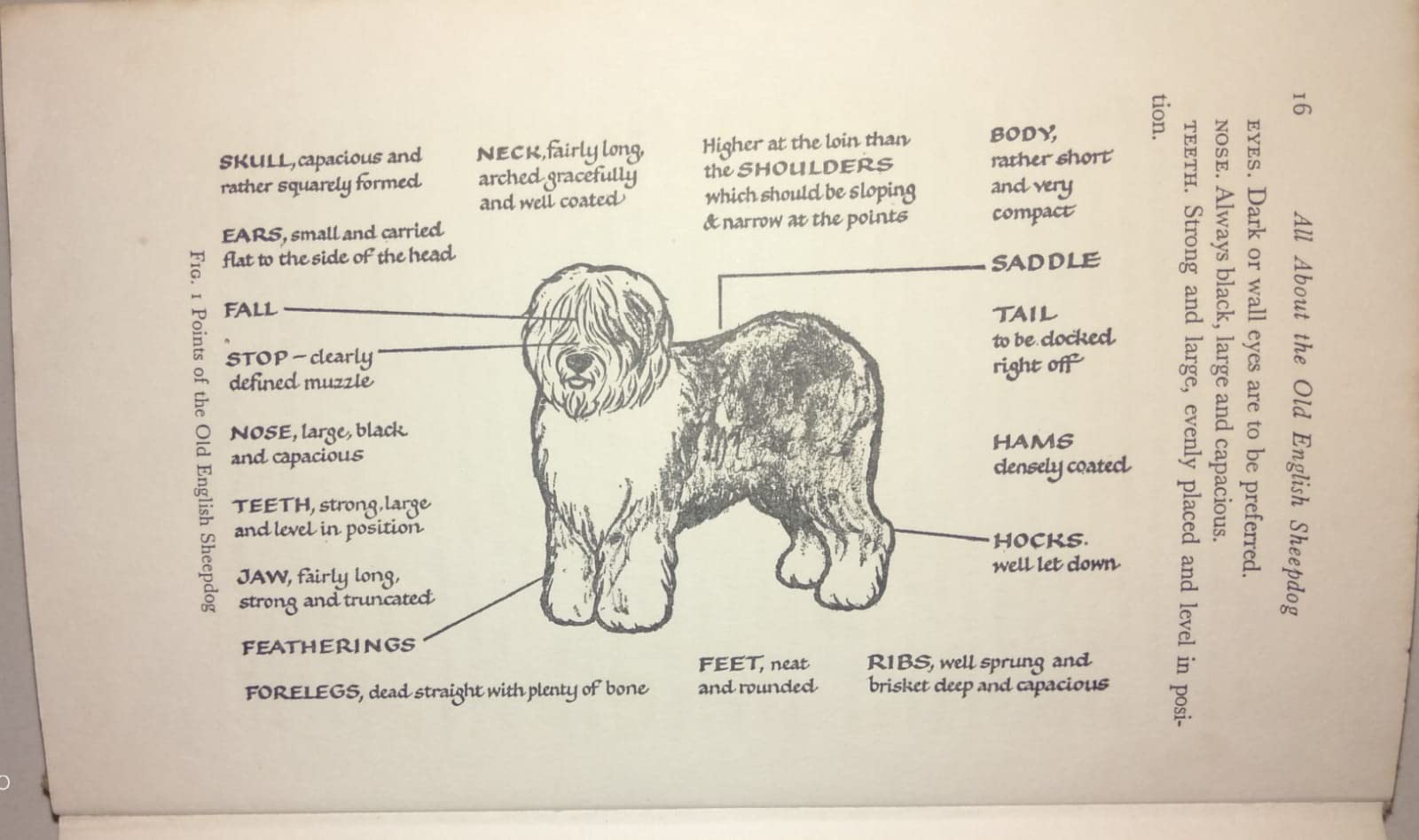 All About the Old English Sheepdog Books