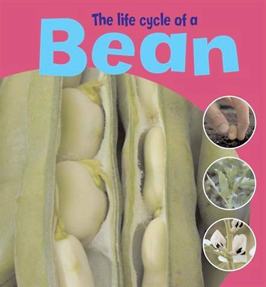 The Life Cycle Of A Bean (Learning About Life Cycl) Non-fiction